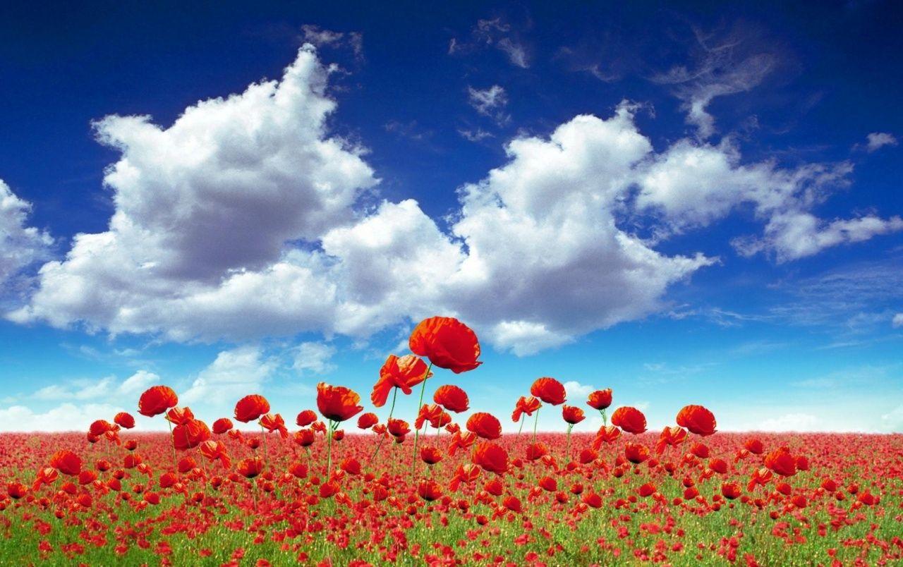 Poppies Field Sky & Clouds wallpaper. Poppies Field Sky & Clouds