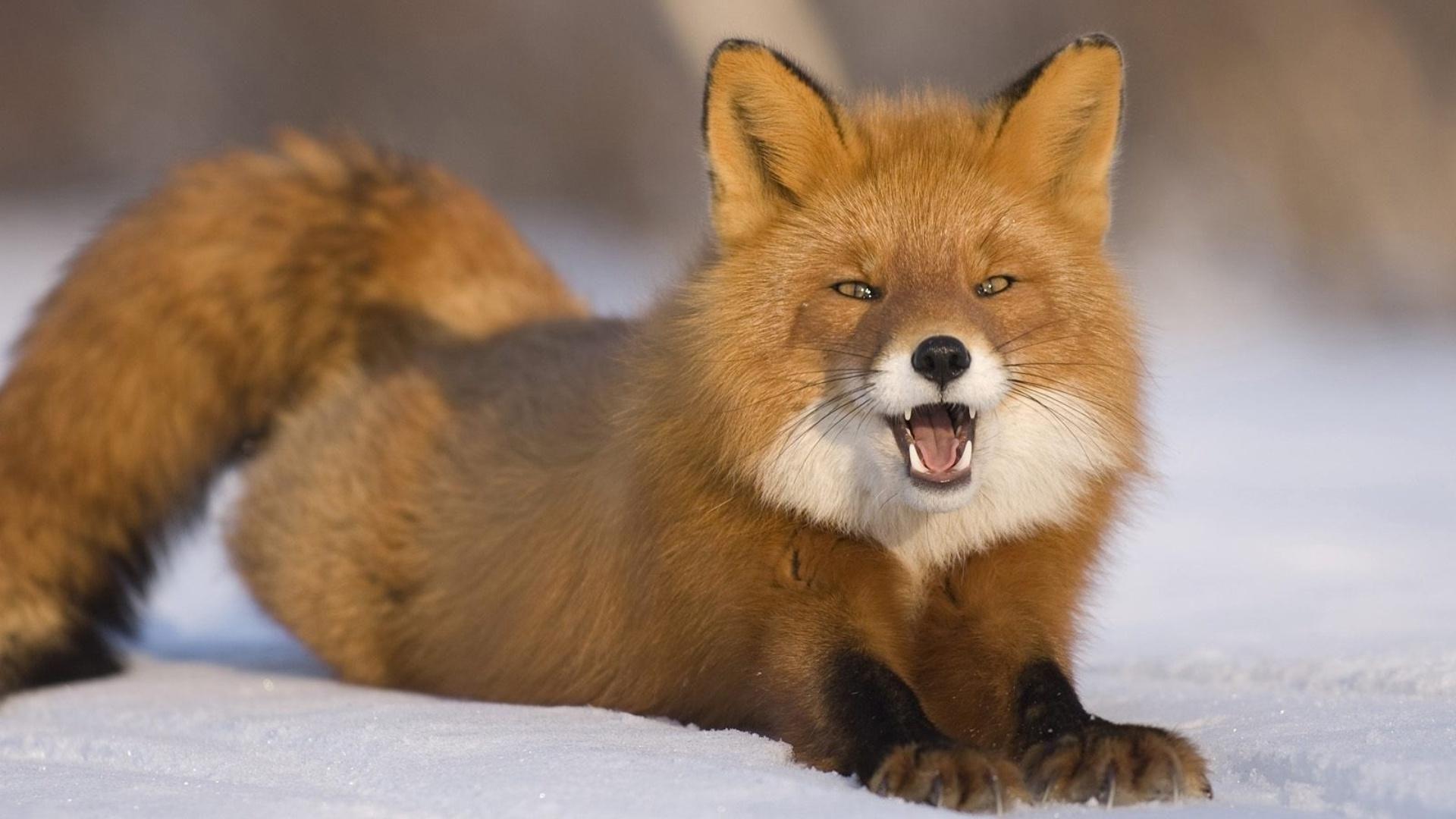 Fox HD Wallpaperx1080