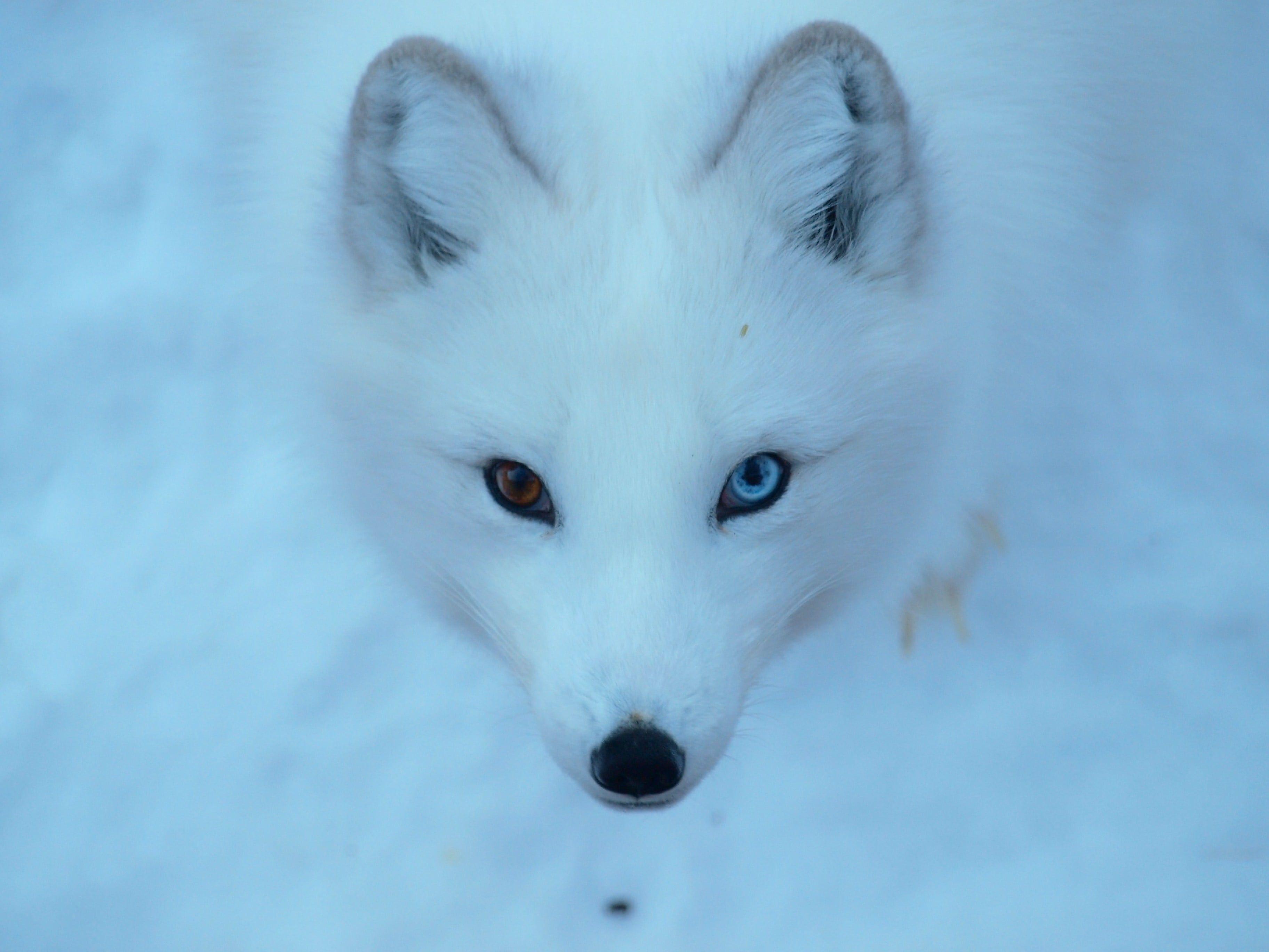 Arctic Fox Wallpaper 18 X 2736