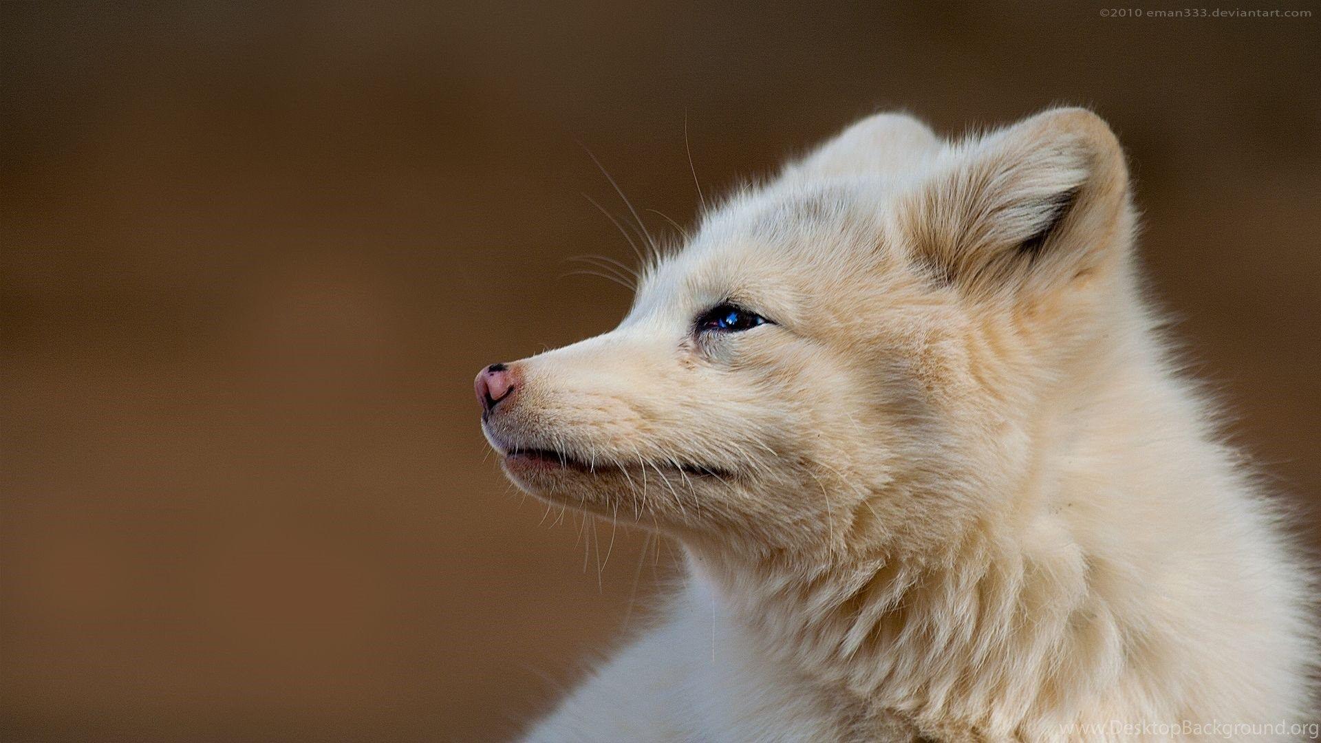 White Fox HD Wallpaper Desktop Background