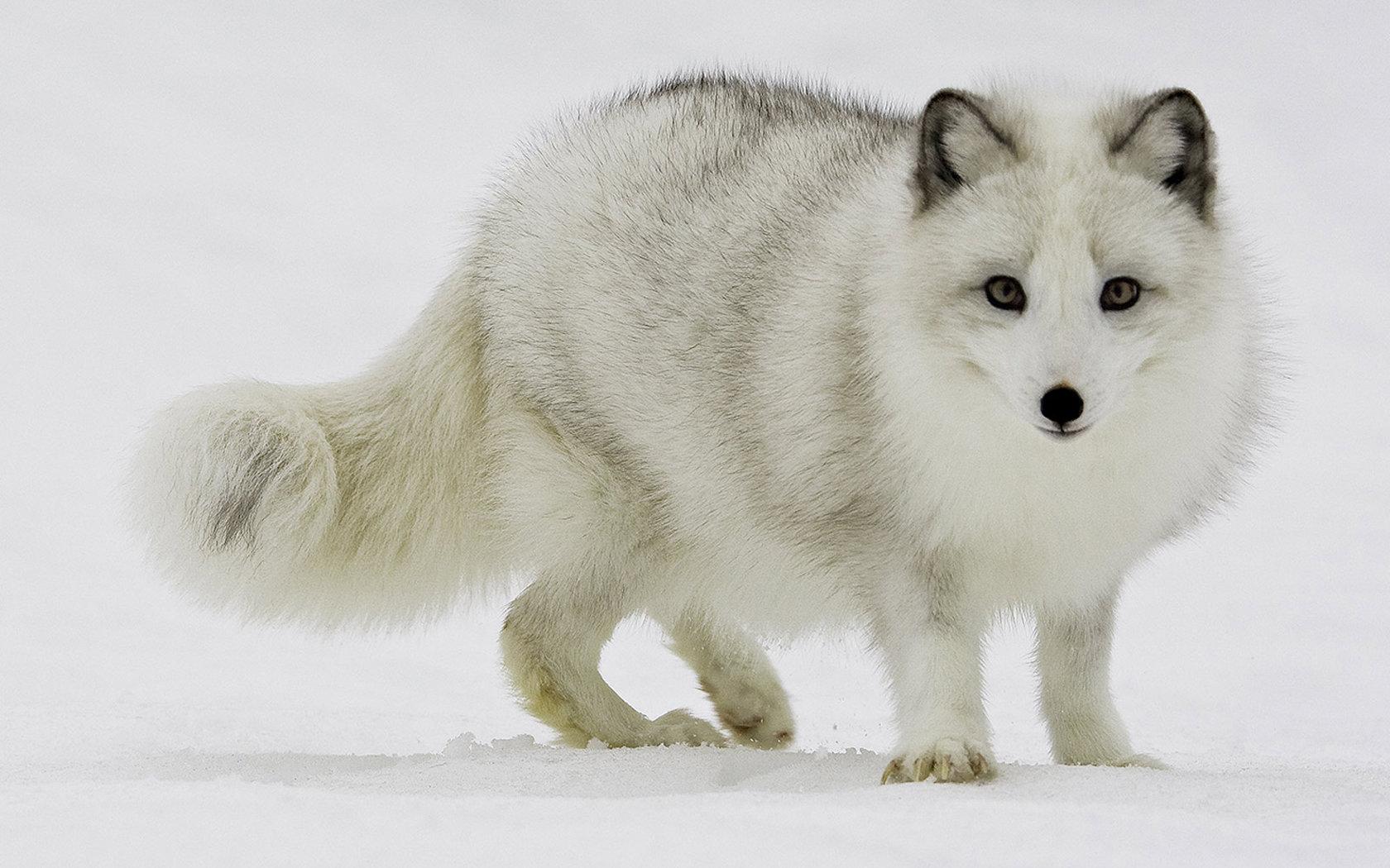 Arctic Fox wallpaper 1680x1050 desktop background