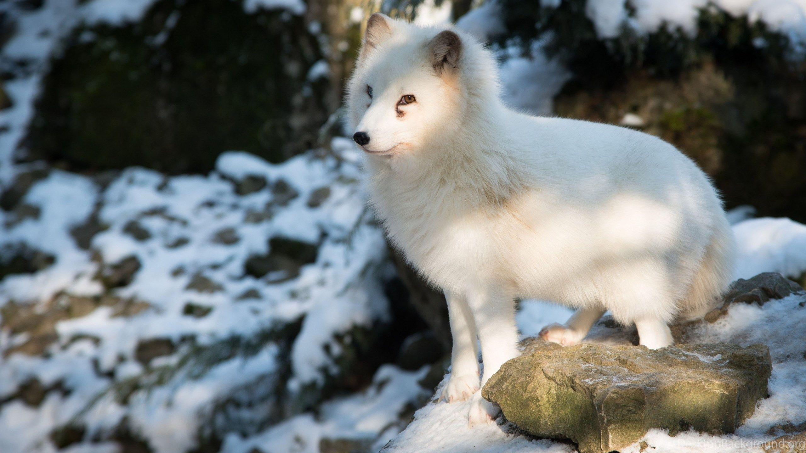 Download Wallpaper 3840x2400 Polar Fox, Arctic Fox, White, Fox