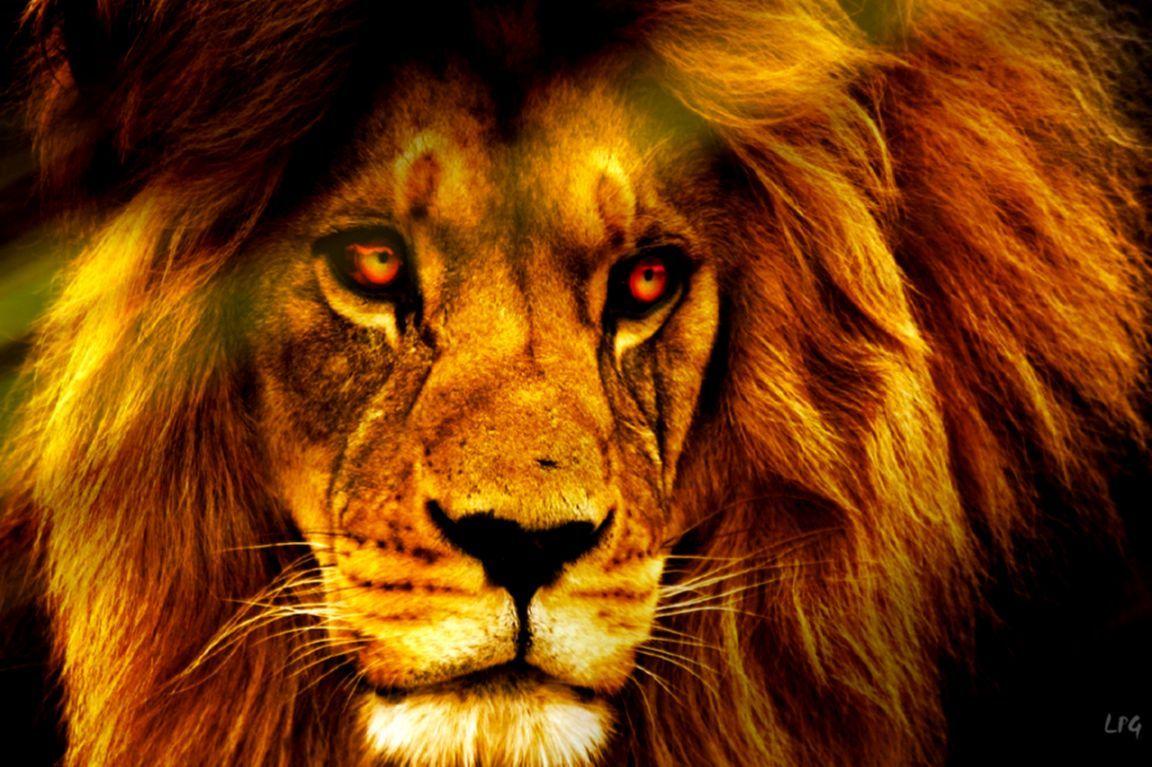 African Lion King Wallpaper