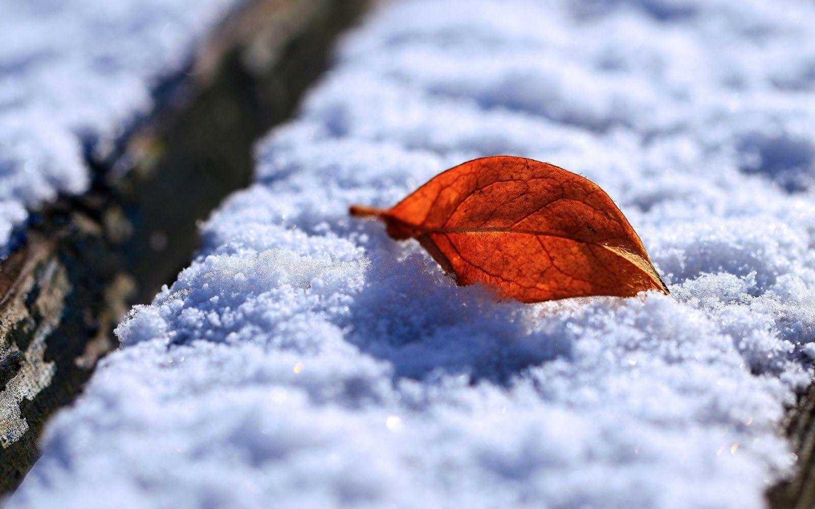 Leaf And Snow Wallpapers collection