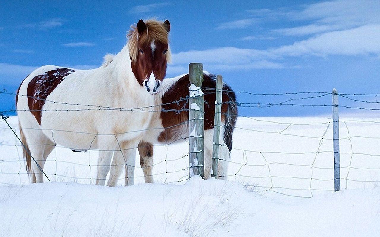 Horses in the Snow wallpapers