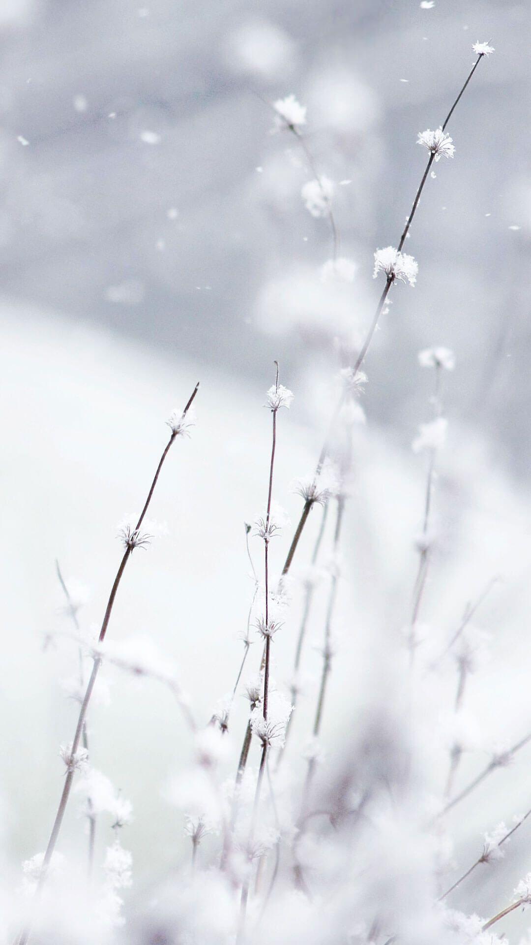Flowers In Snow Wallpapers iPhone 6 HD