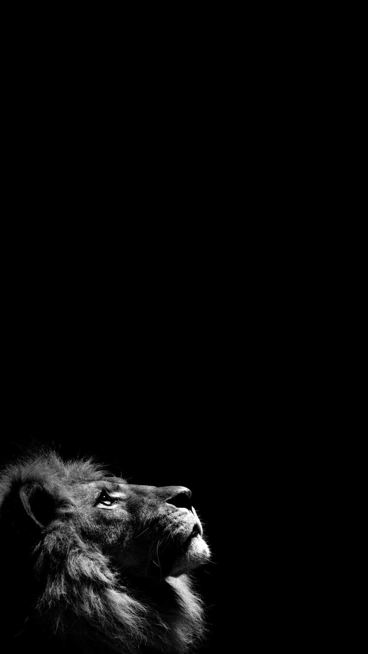 Black Lion iPhone Wallpapers - Wallpaper Cave