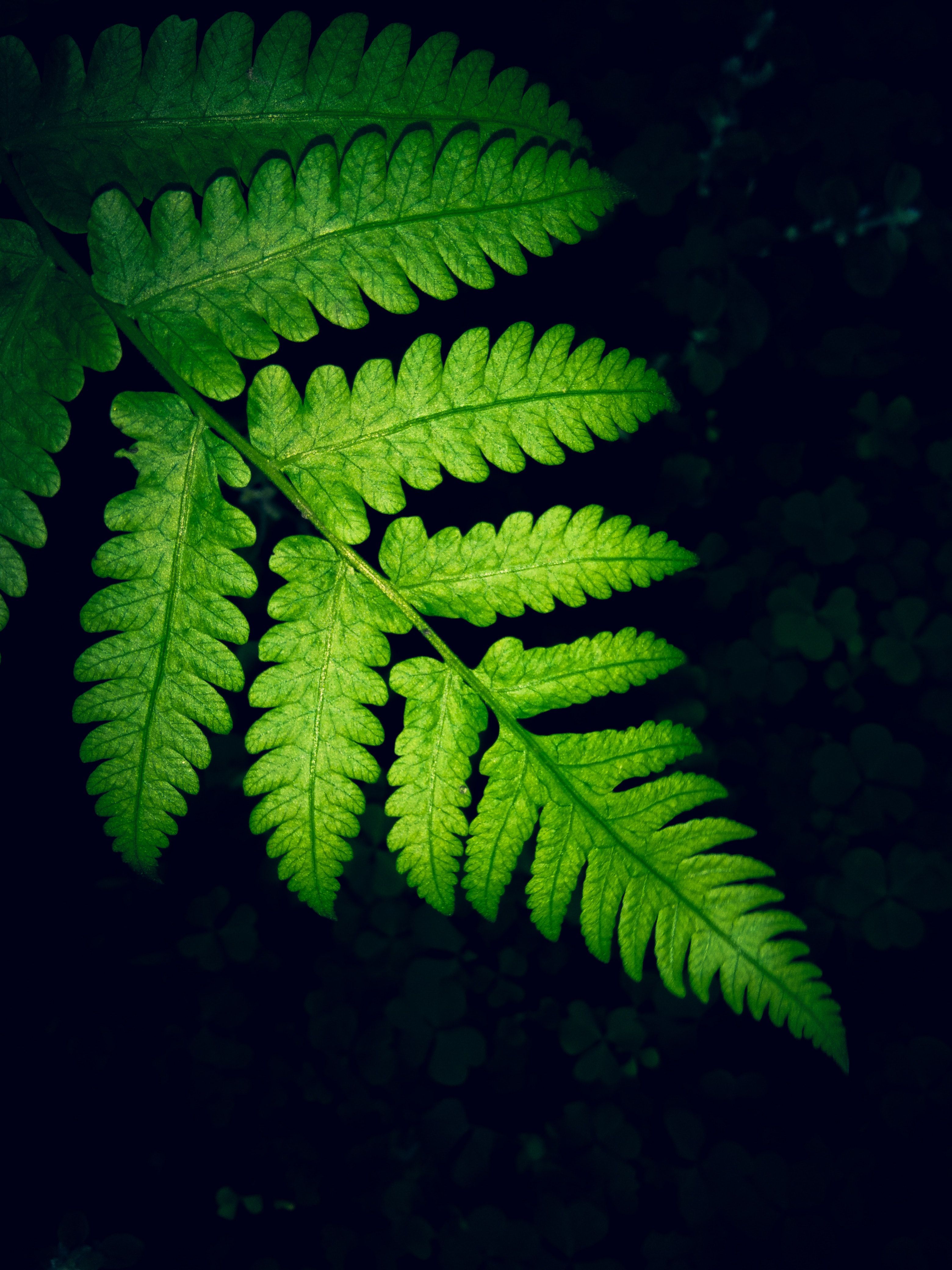 Close Up Photo Of Green Fern Leaf · Free