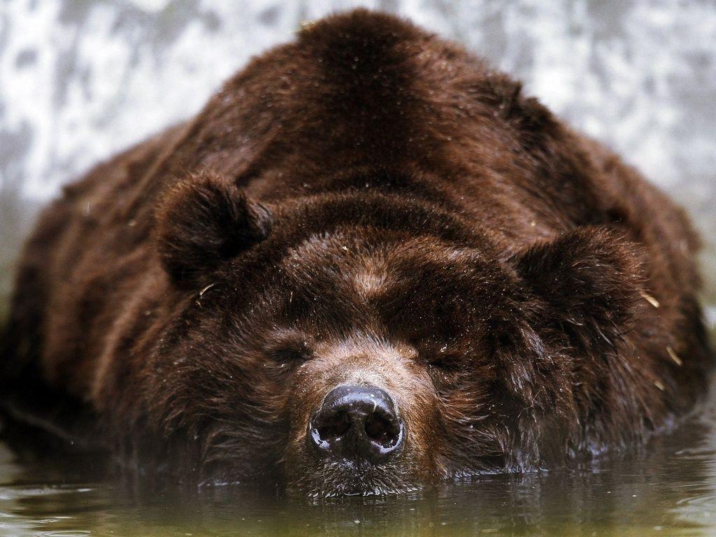 Bear Wallpaper
