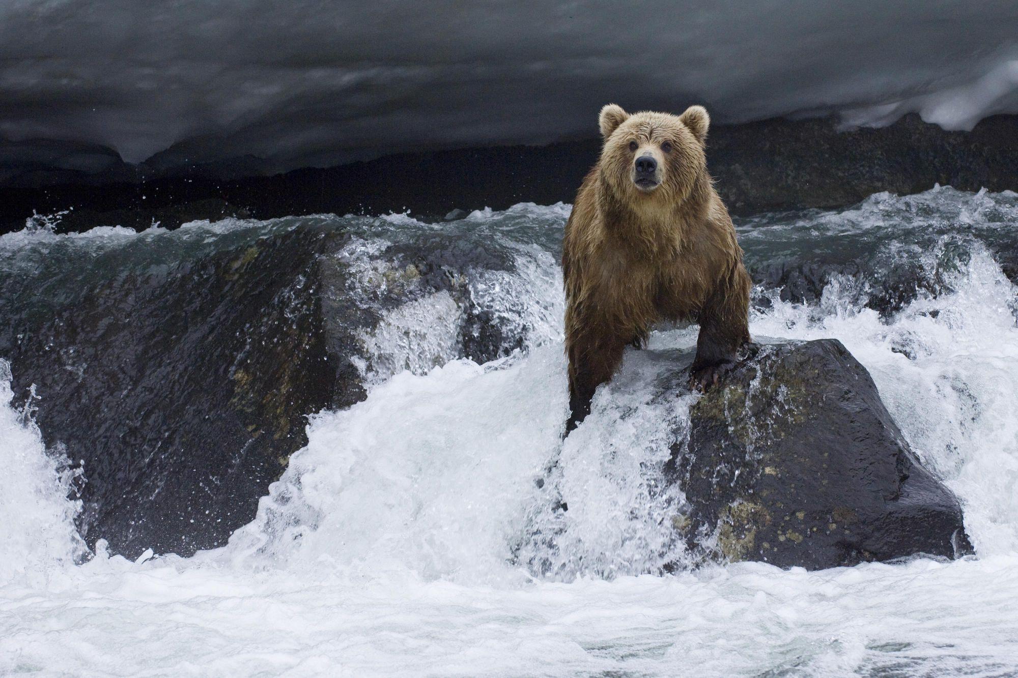 iPhone Wallpaper: bear wallpaper