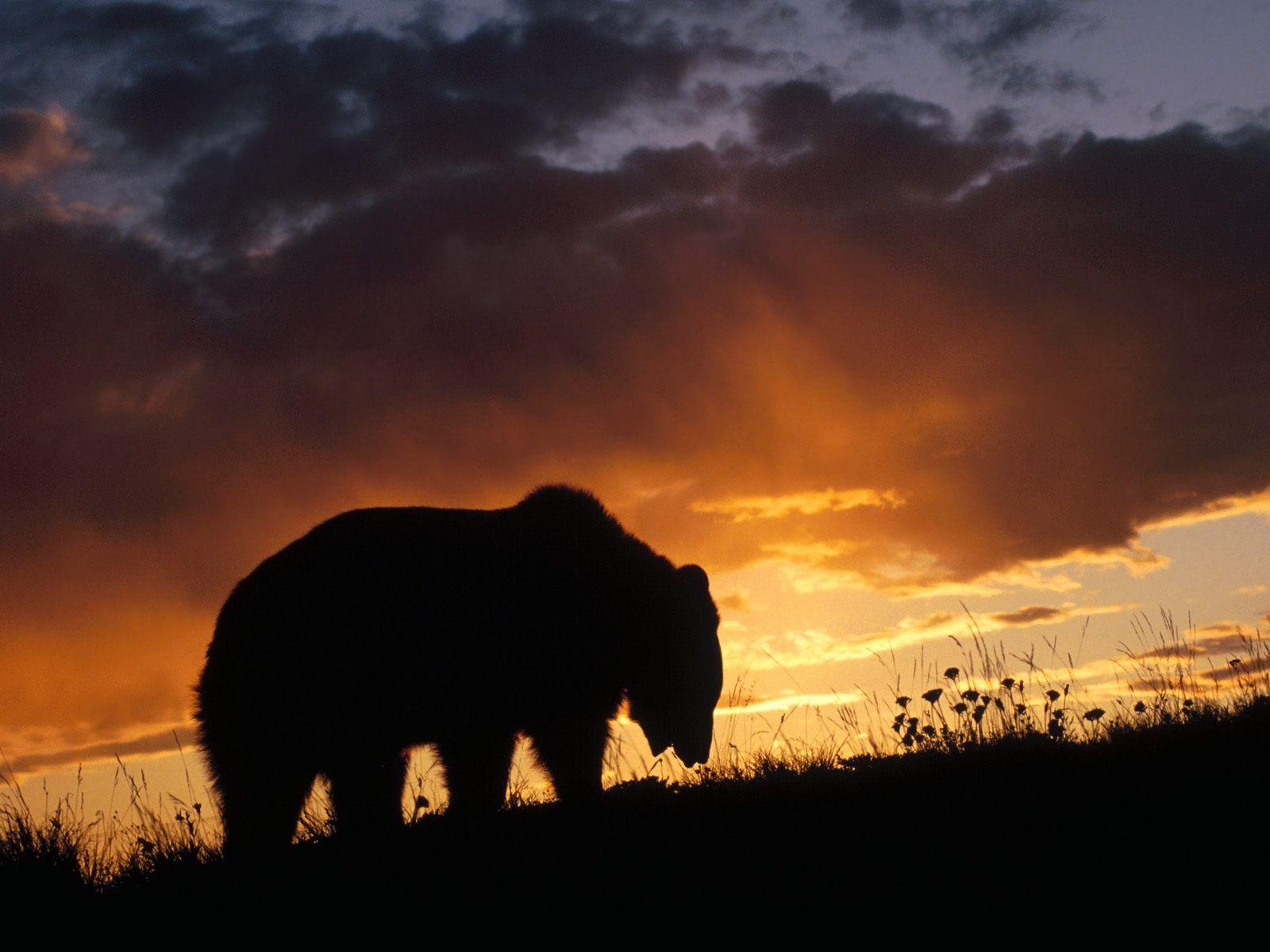 Bear Wallpaper 24 X 1200