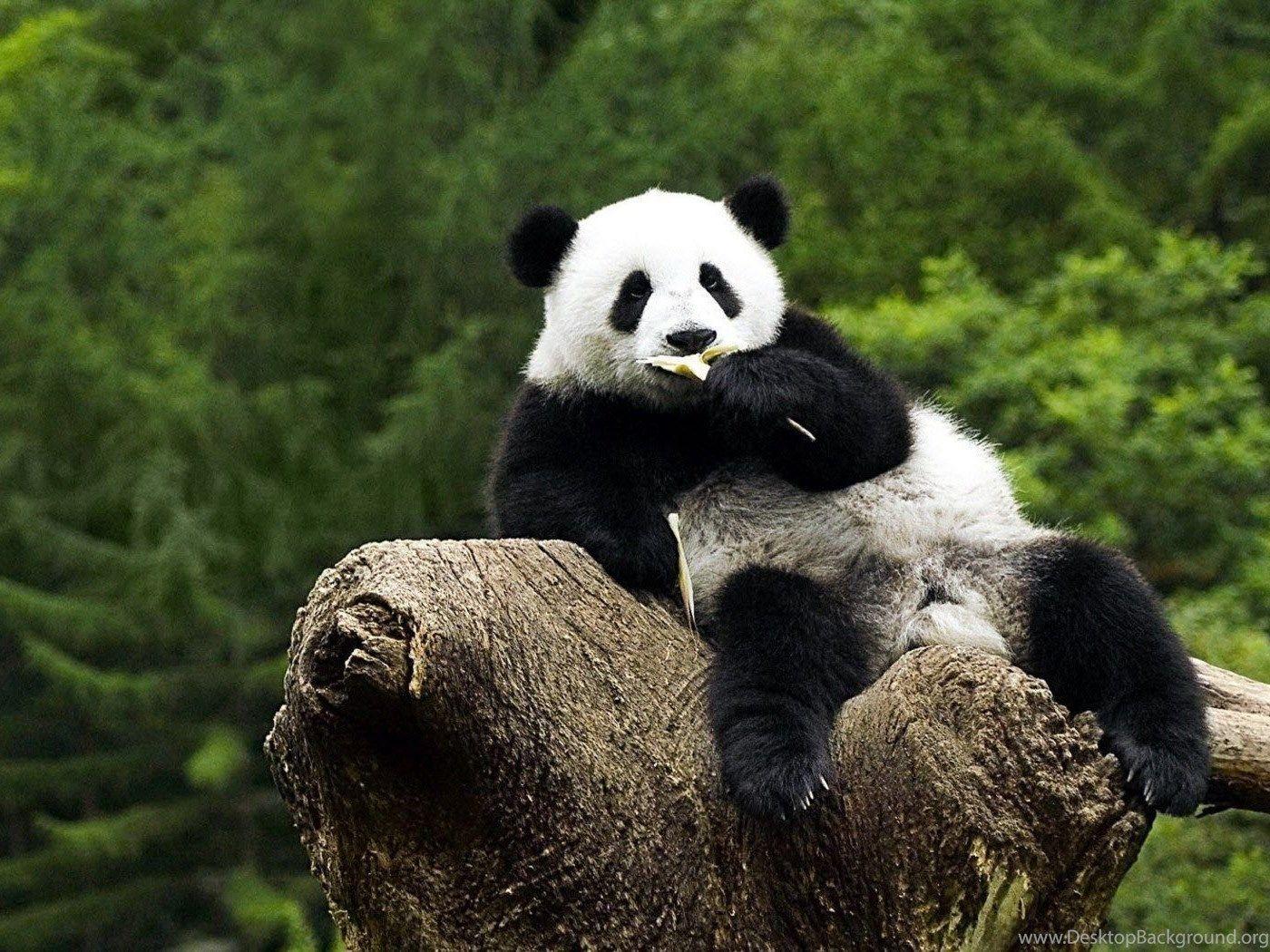 Panda Bear Wallpaper Desktop Background