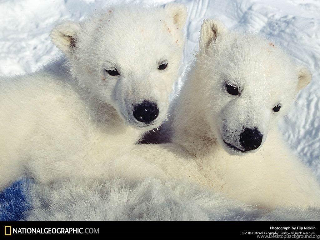 Polar Bear Wallpaper And Background Animals Town Desktop Background