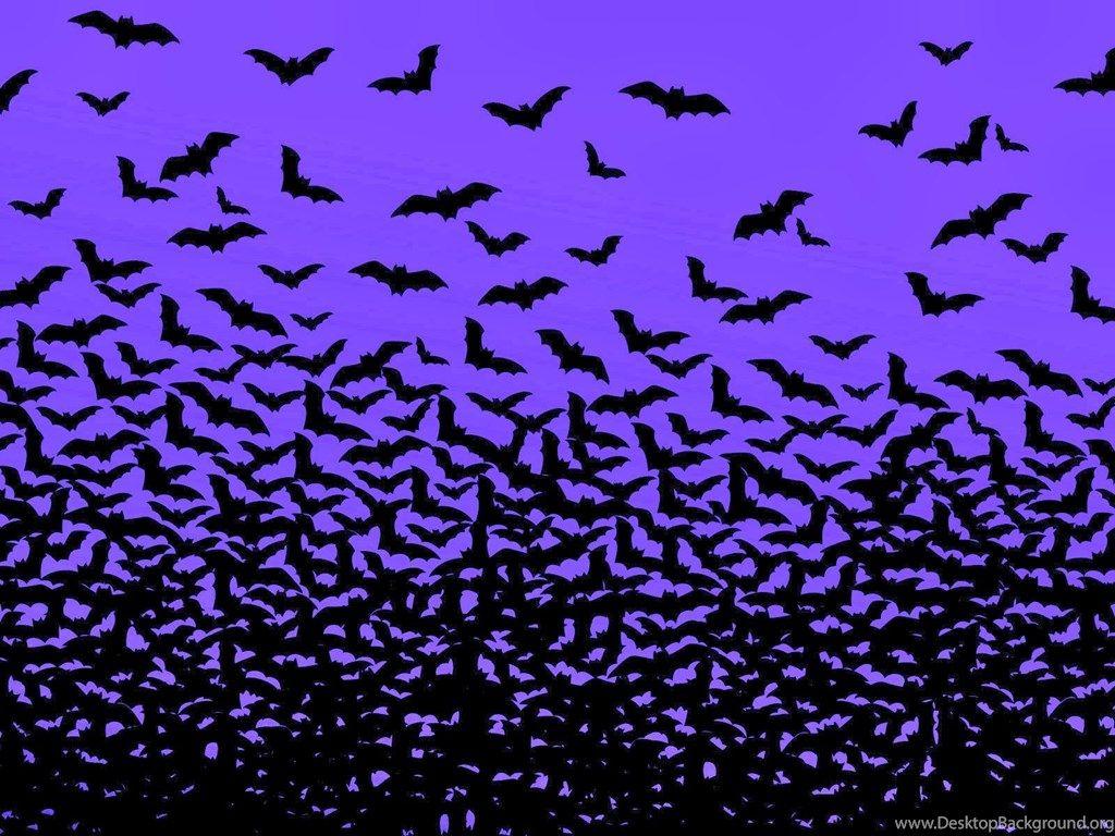 Bat Wallpaper Animal Wallpaper Desktop Background