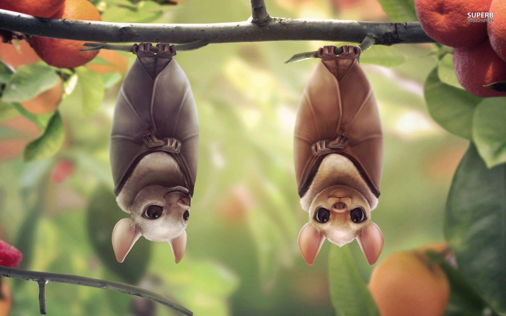bats! image Bats HD wallpaper and background photo