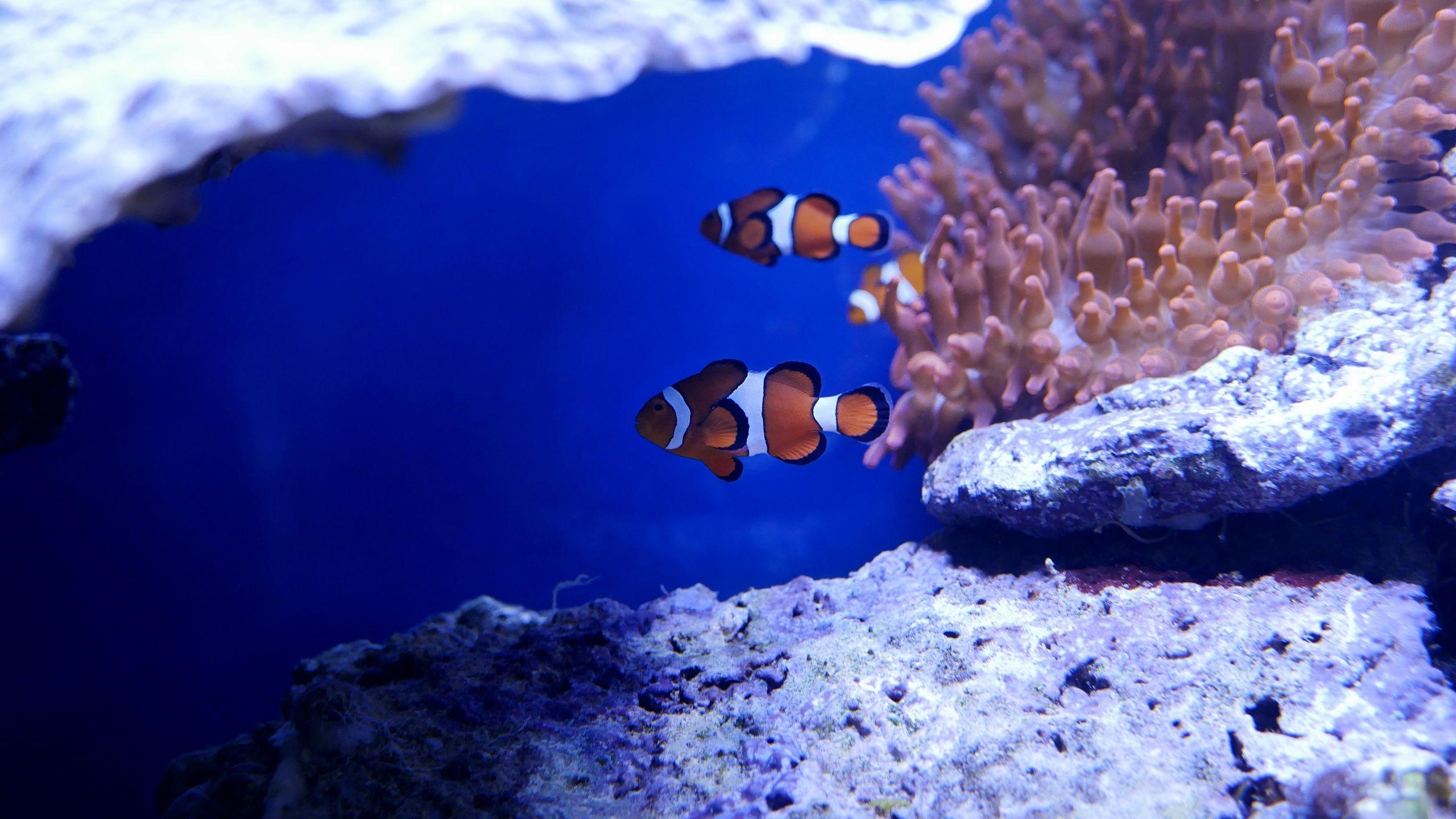 Nemo Wallpapers - Wallpaper Cave