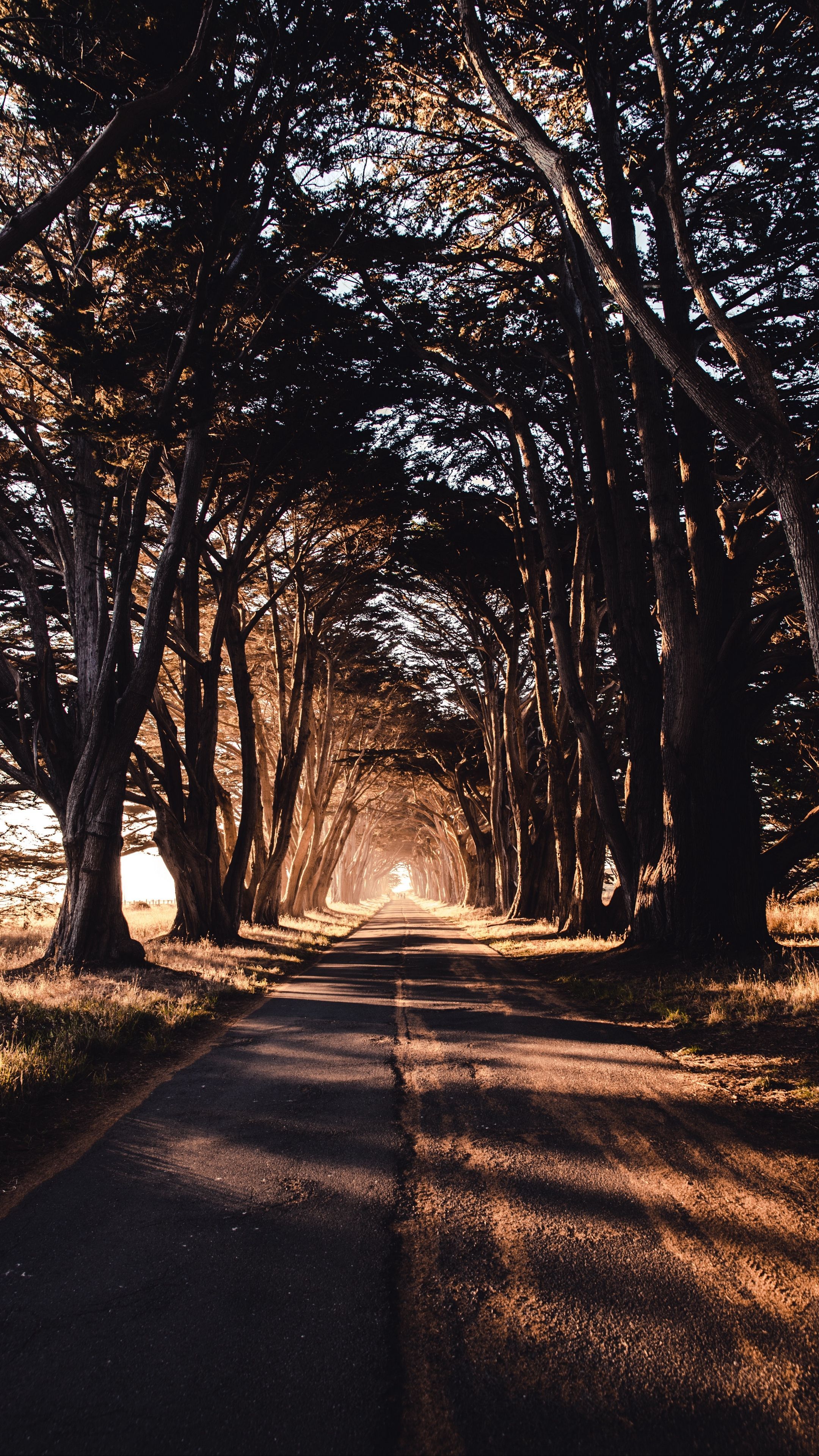 Nature #road #trees #shadow #wallpaper HD 4k background for android