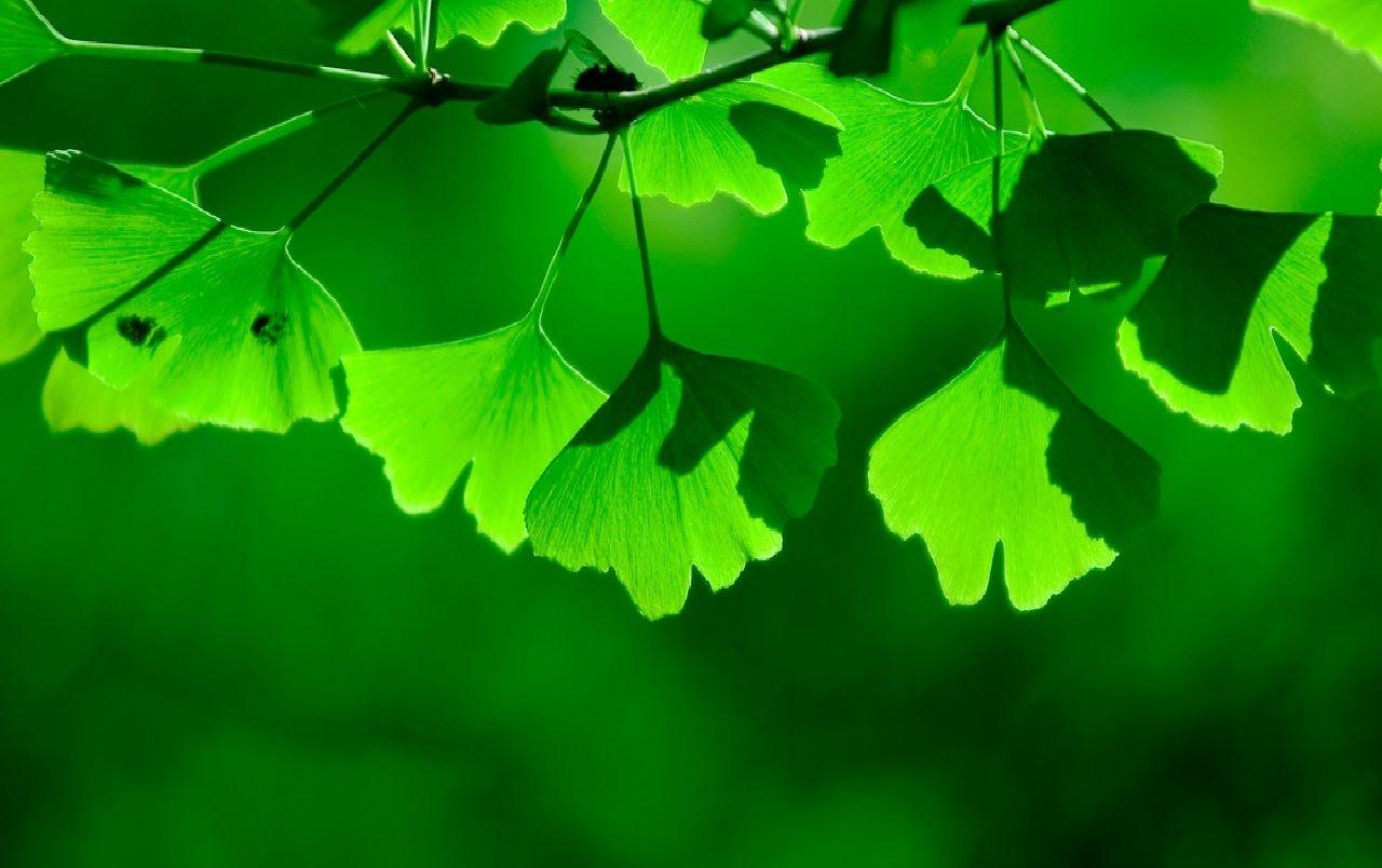 Green Shadow wallpaper. Green Shadow