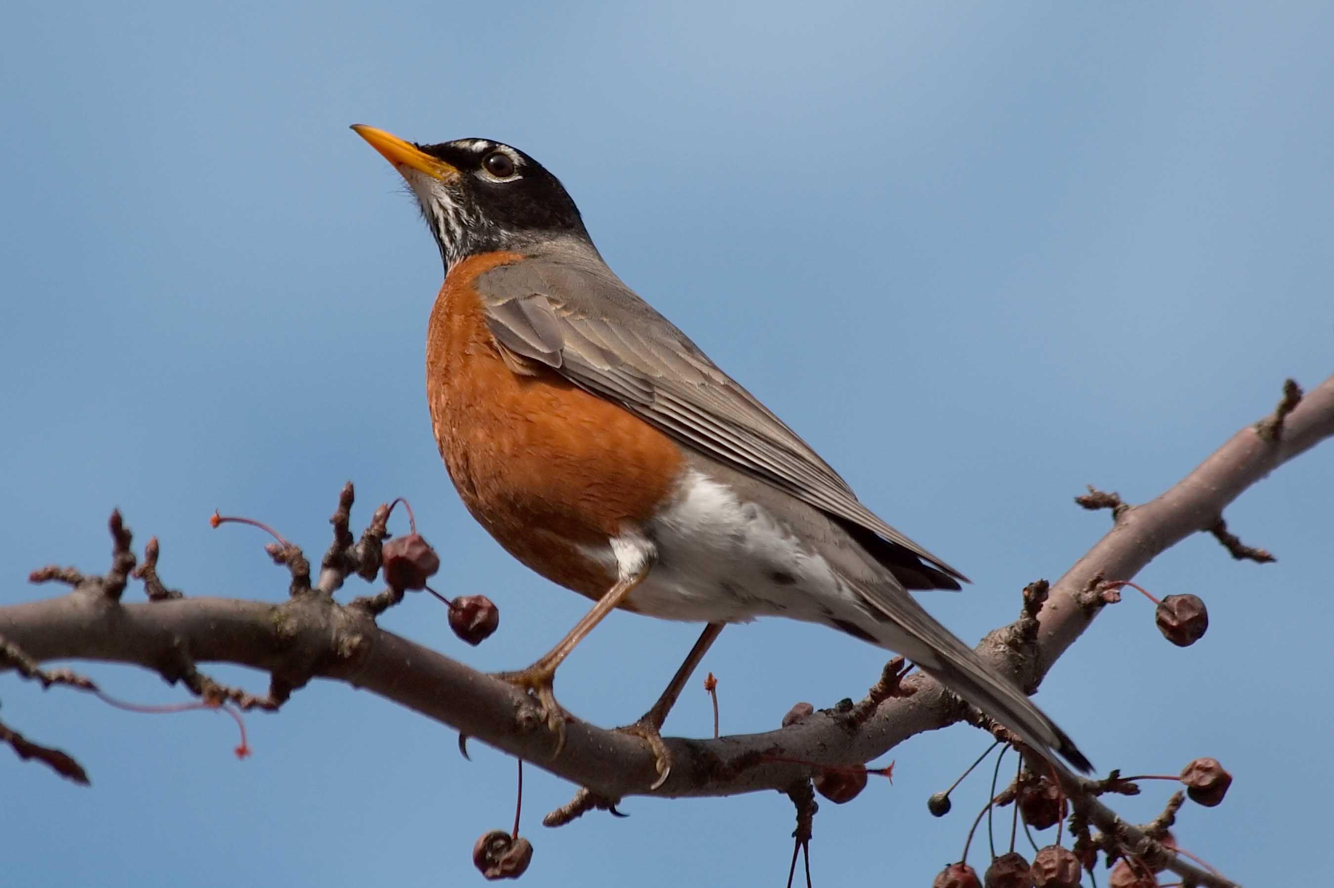 American robin Wallpaper