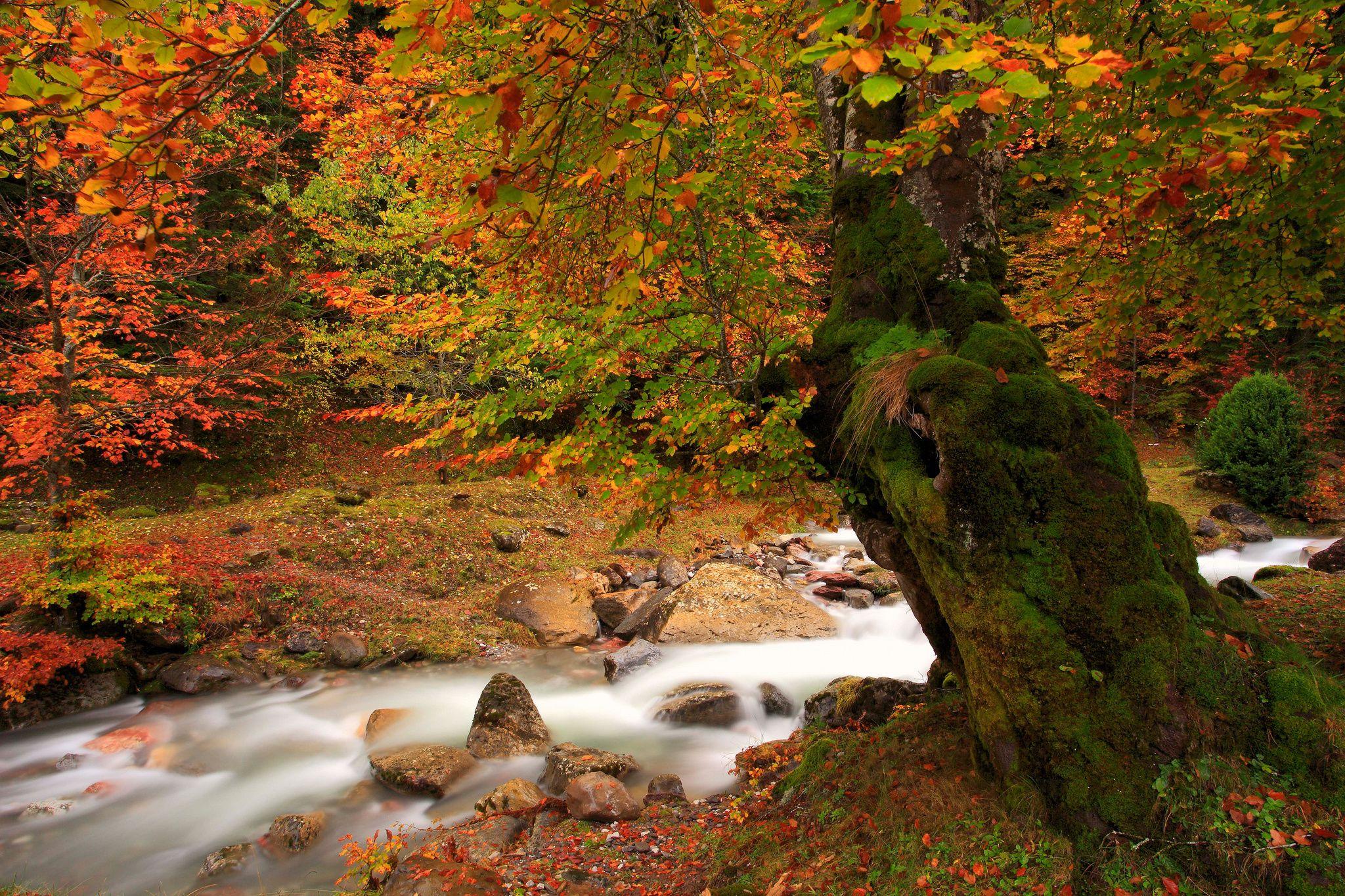 Nature tree autumn river moss wallpaperx1365