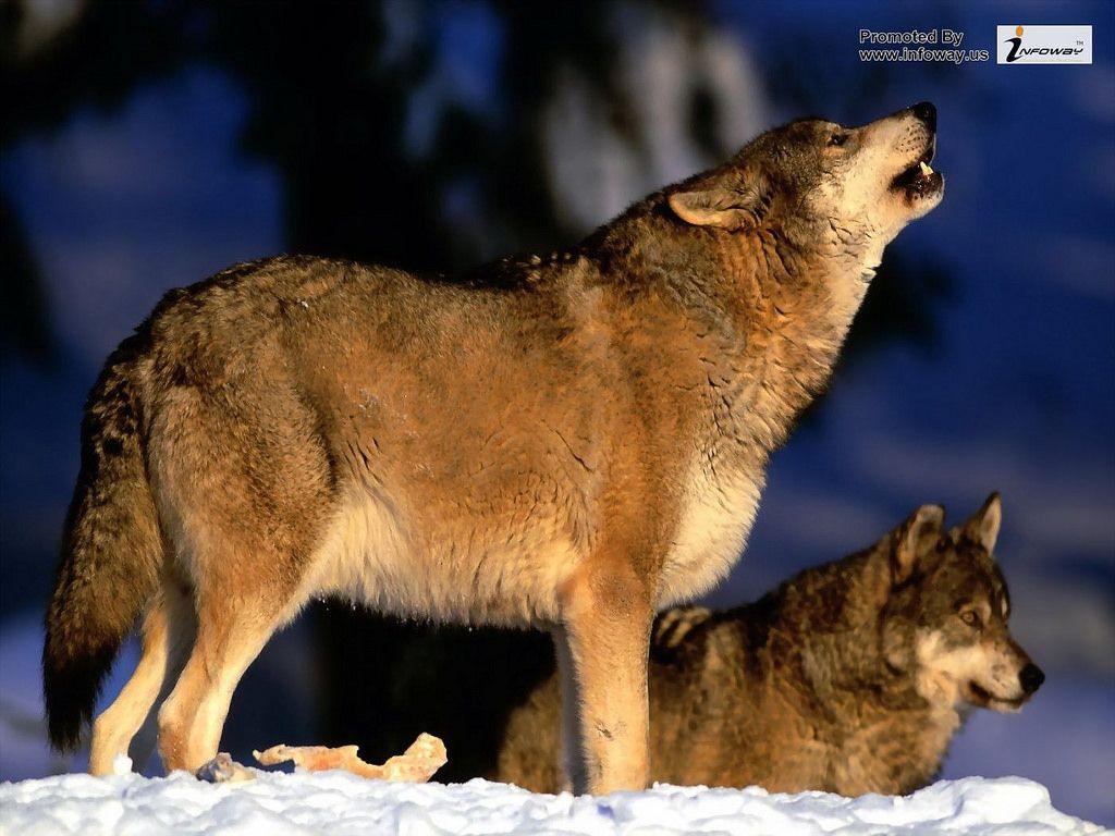 beautiful wolfs wallpaper HD wolf wallpaper. beautiful wol