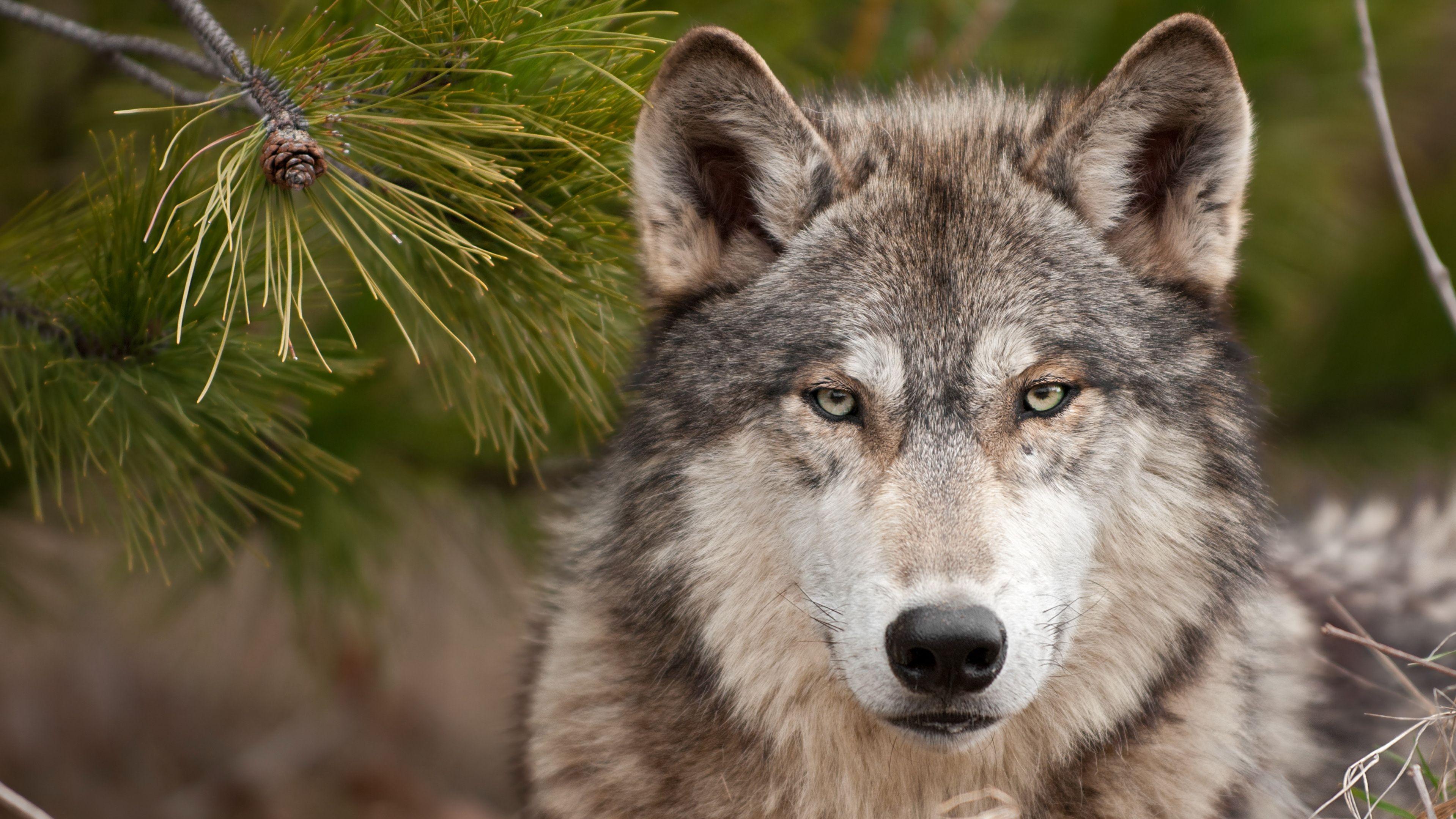 Wolf Image High Definition Wallpaper Free Download