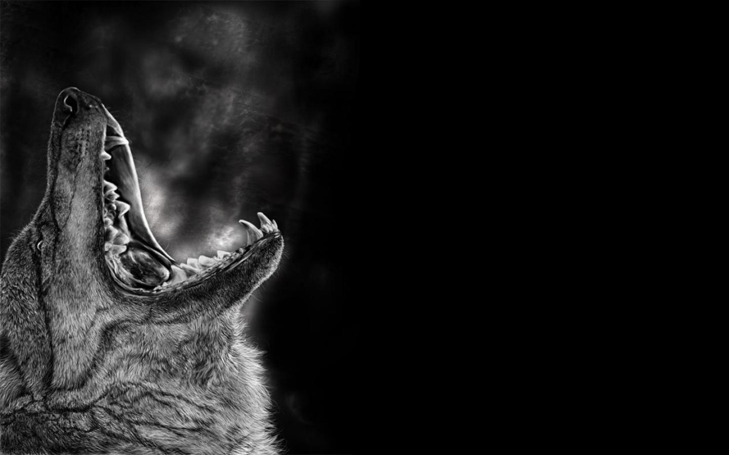 Lone Wolf HD Wallpaper , Find HD Wallpaper For Free