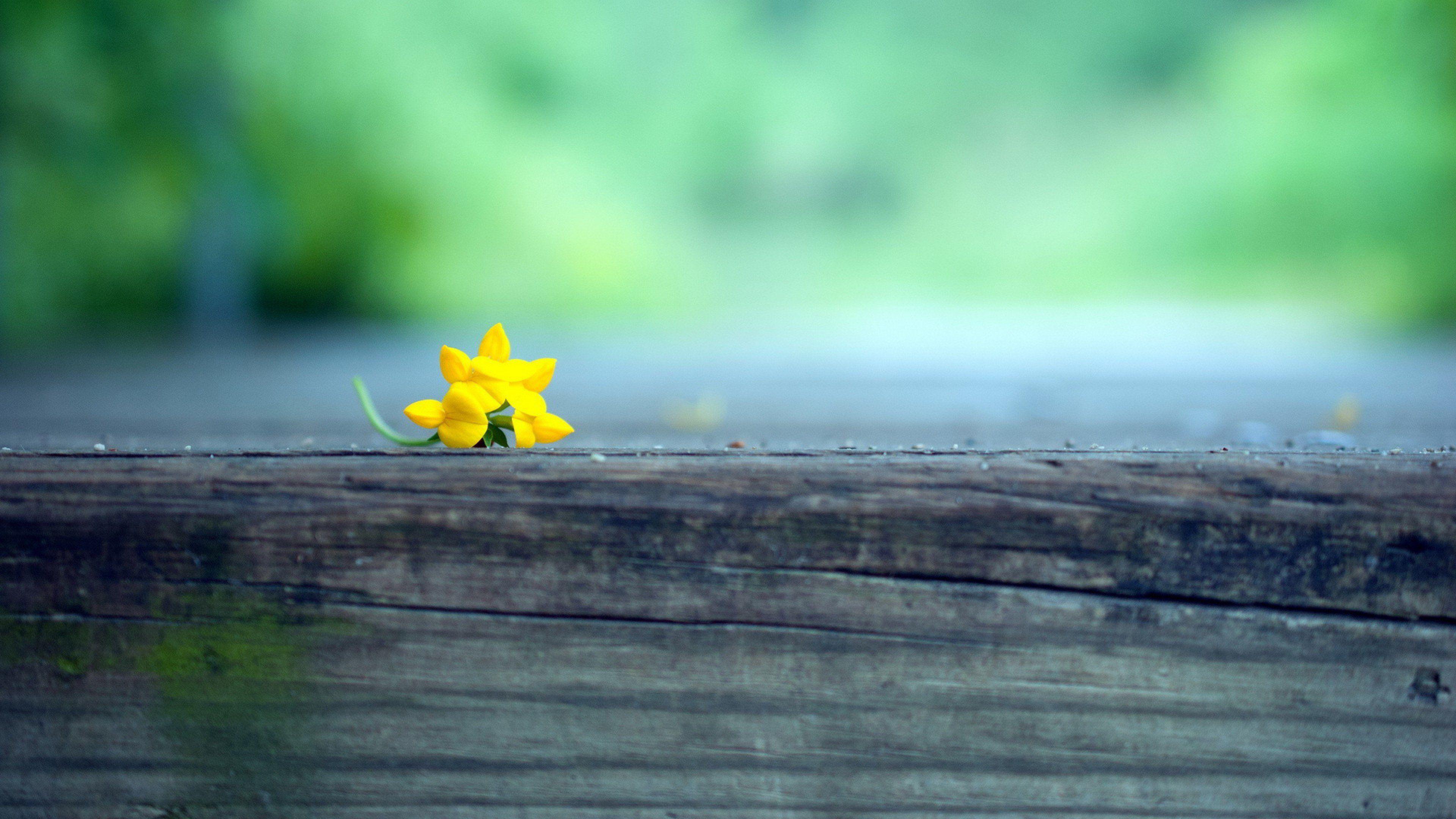 Macro Yellow Flower Blur, HD Photography, 4k Wallpaper, Image
