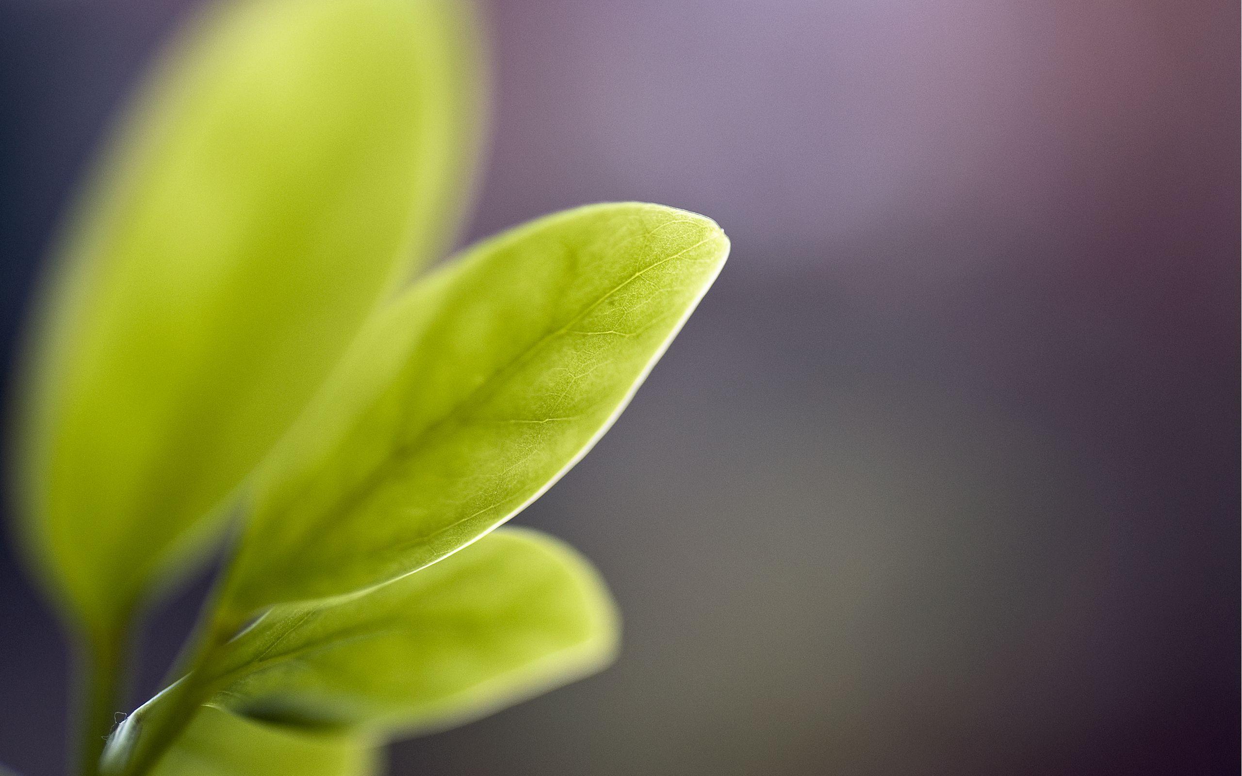 Green leaves Blur Wallpaper