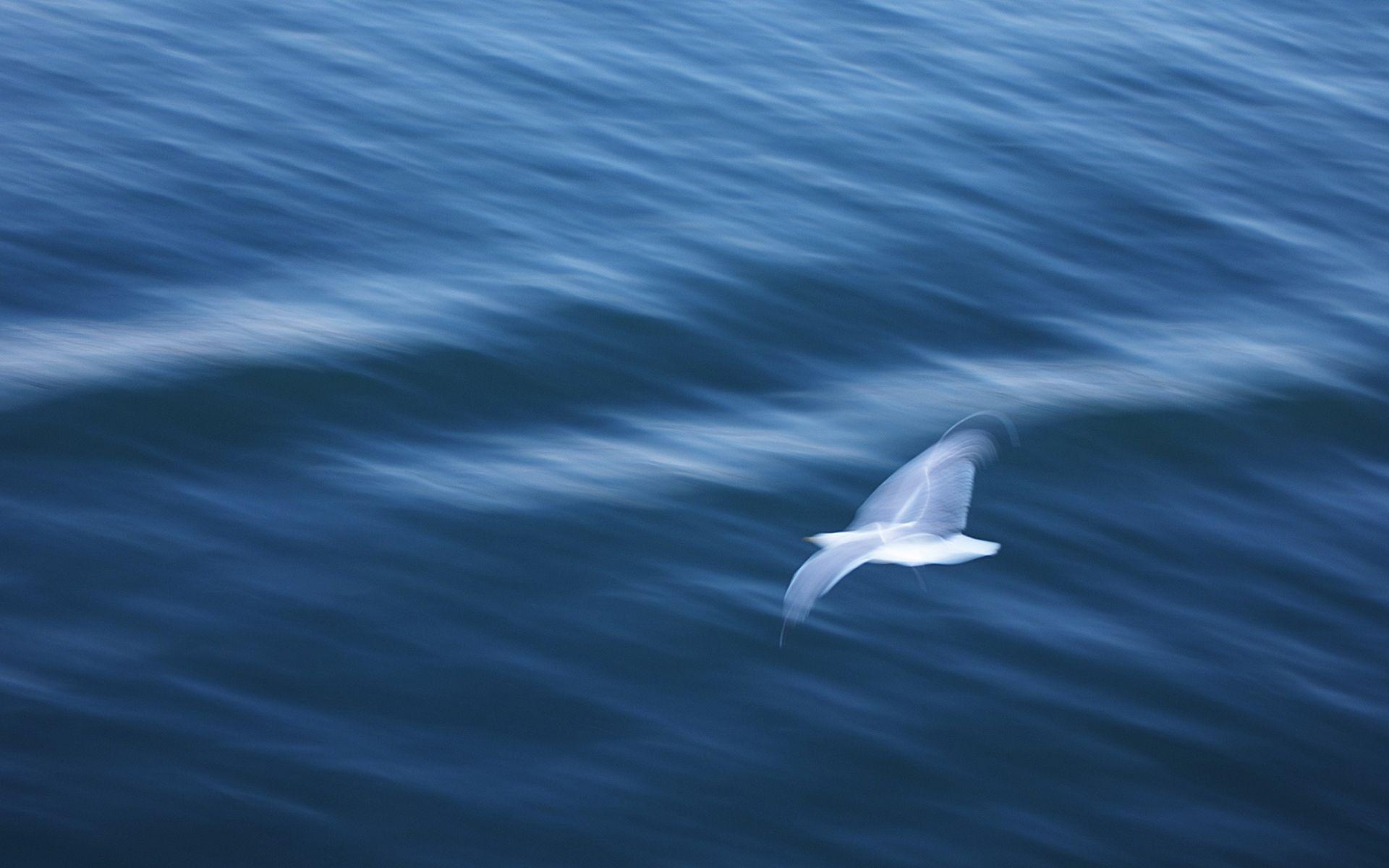 Seagull Bird Ocean Motion Blur wallpaperx1200
