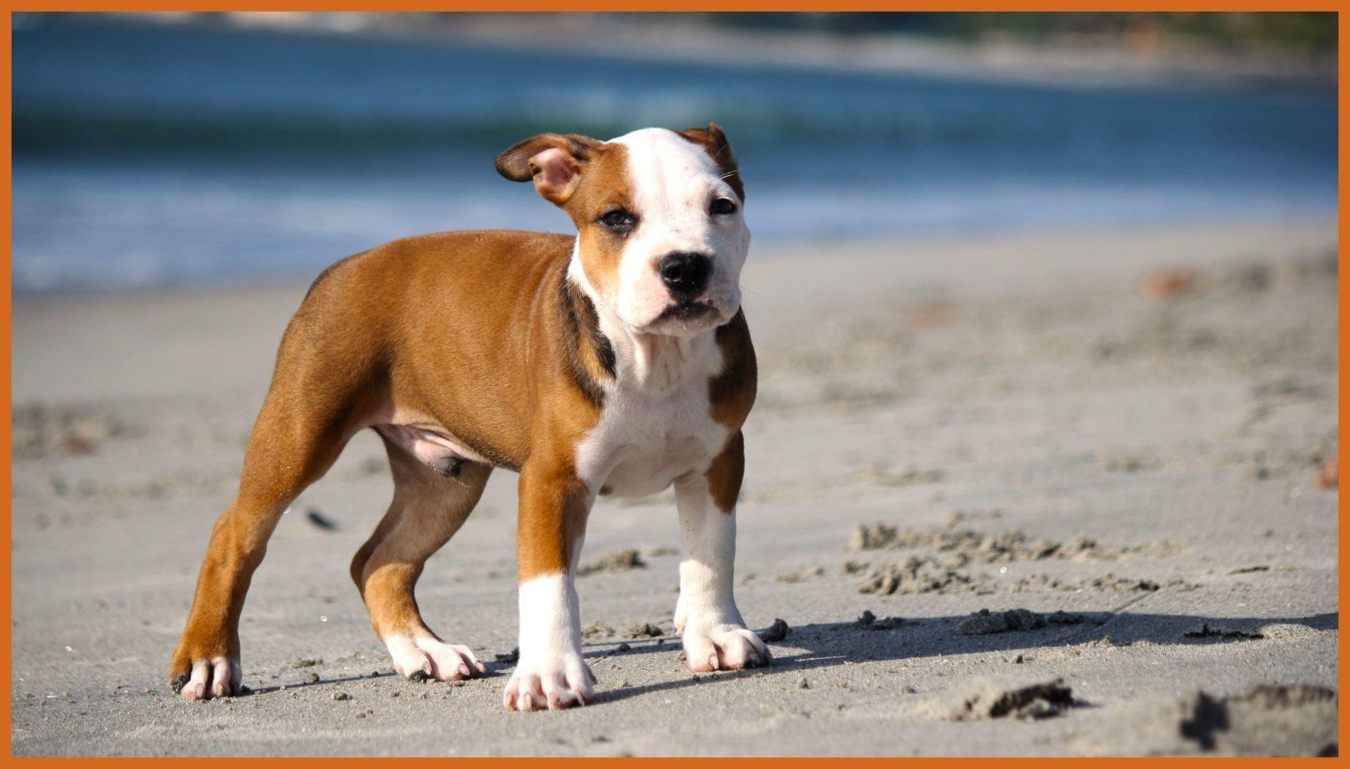 Baby Pitbull Wallpaper