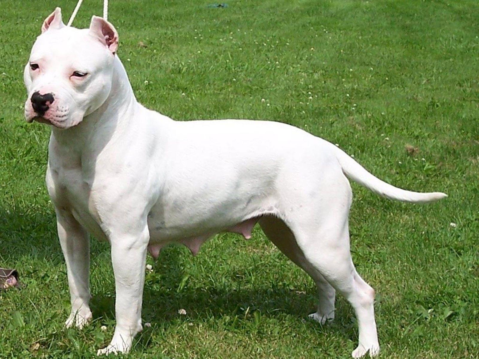 American Pitbull Terrier White Dog New Desktop Wallpaper In High