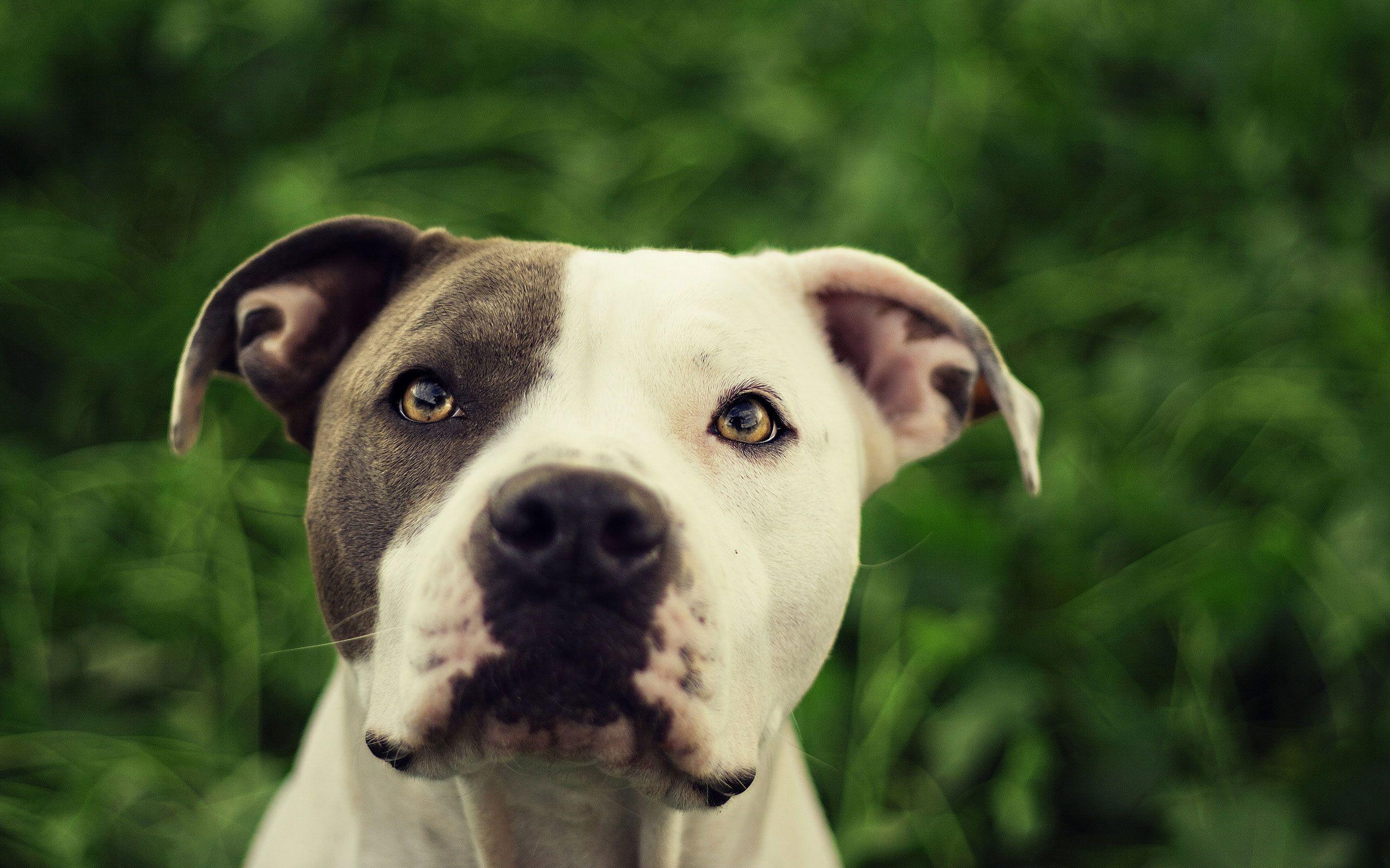 Pit Bull Dog HD Wallpaper Desktop Image Cool Picture Of Cute