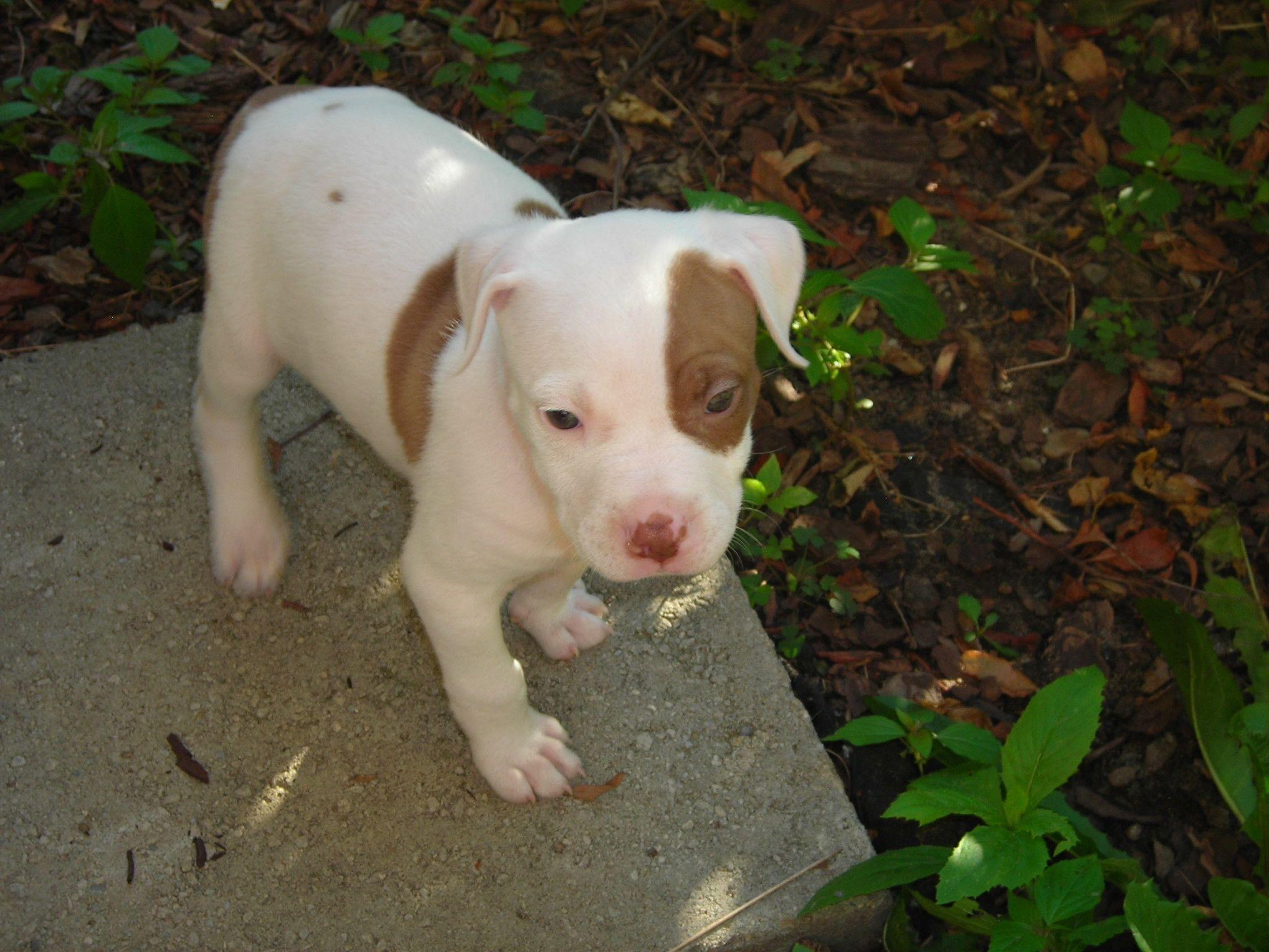 Baby Pitbull Wallpaper