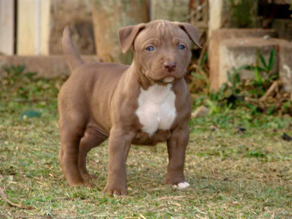 Pitbulls Wallpaper HD Dog Pitbull Wallpaper