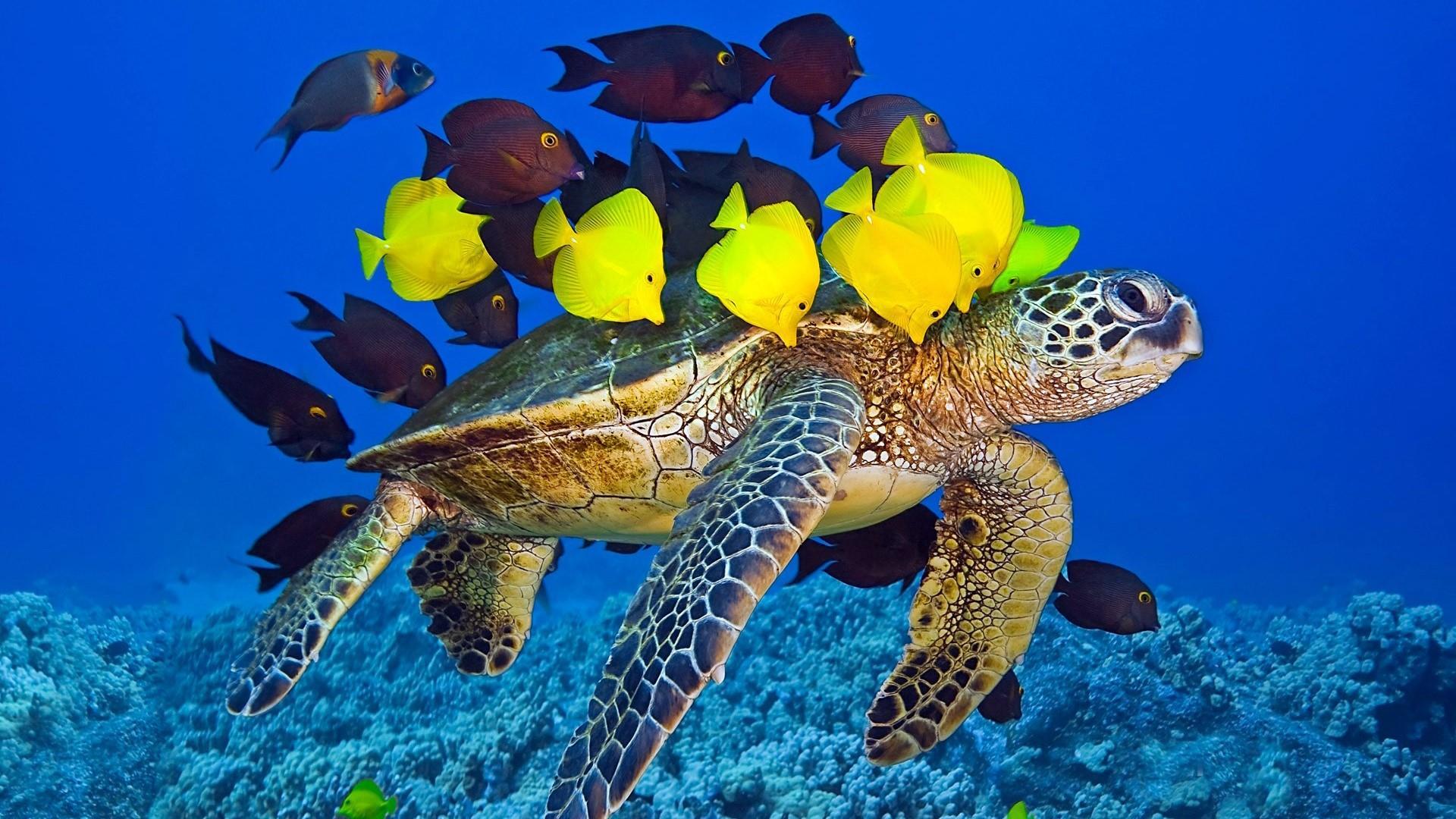 Fishes Wallpaper and Background Image