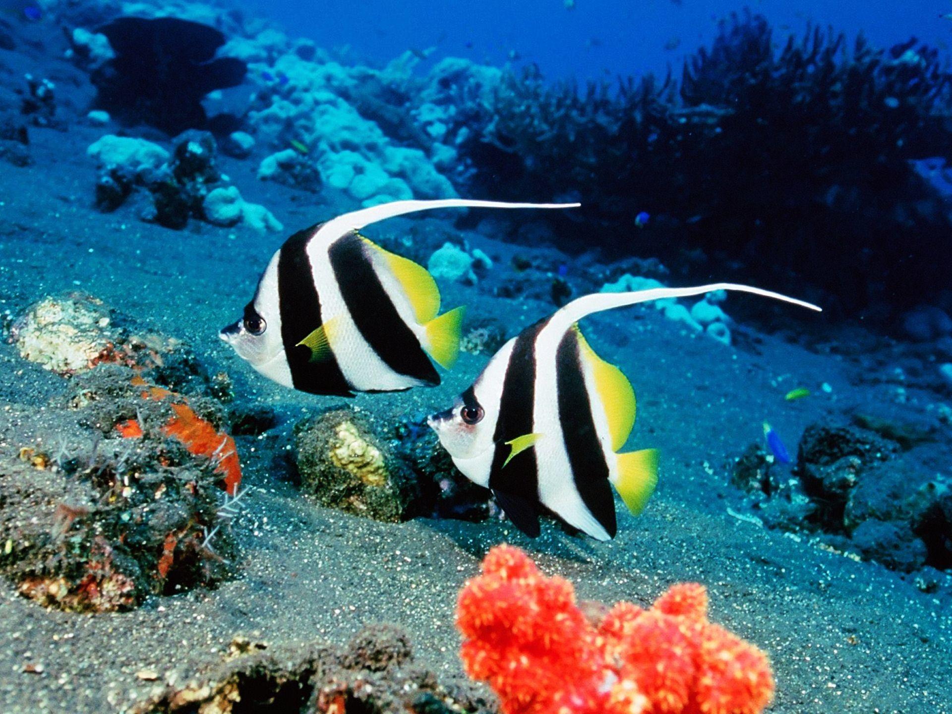Fishes Wallpaper 6 X 1440