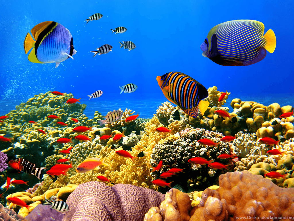 Colorful Fishes Wallpaper Desktop Background
