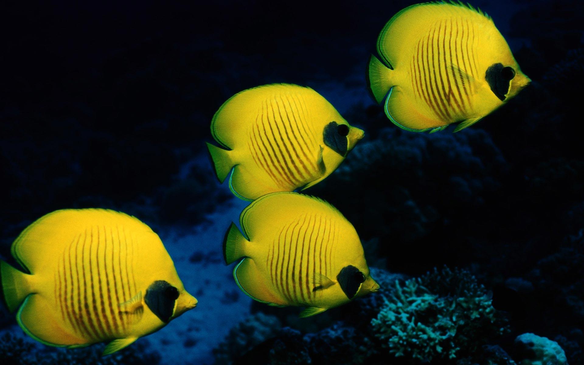 Fish Wallpaper HD