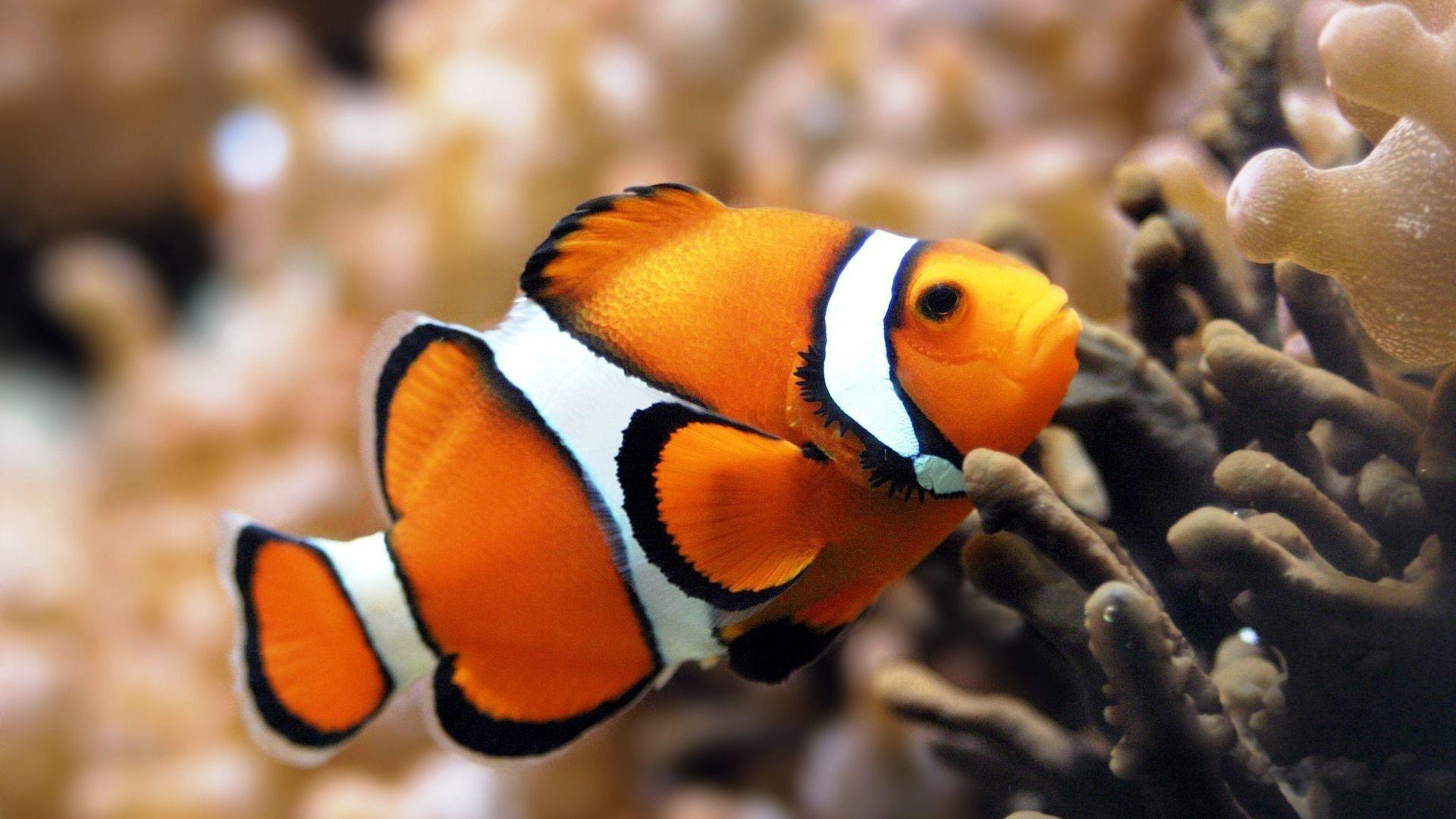 Saltwater Fish Wallpaper