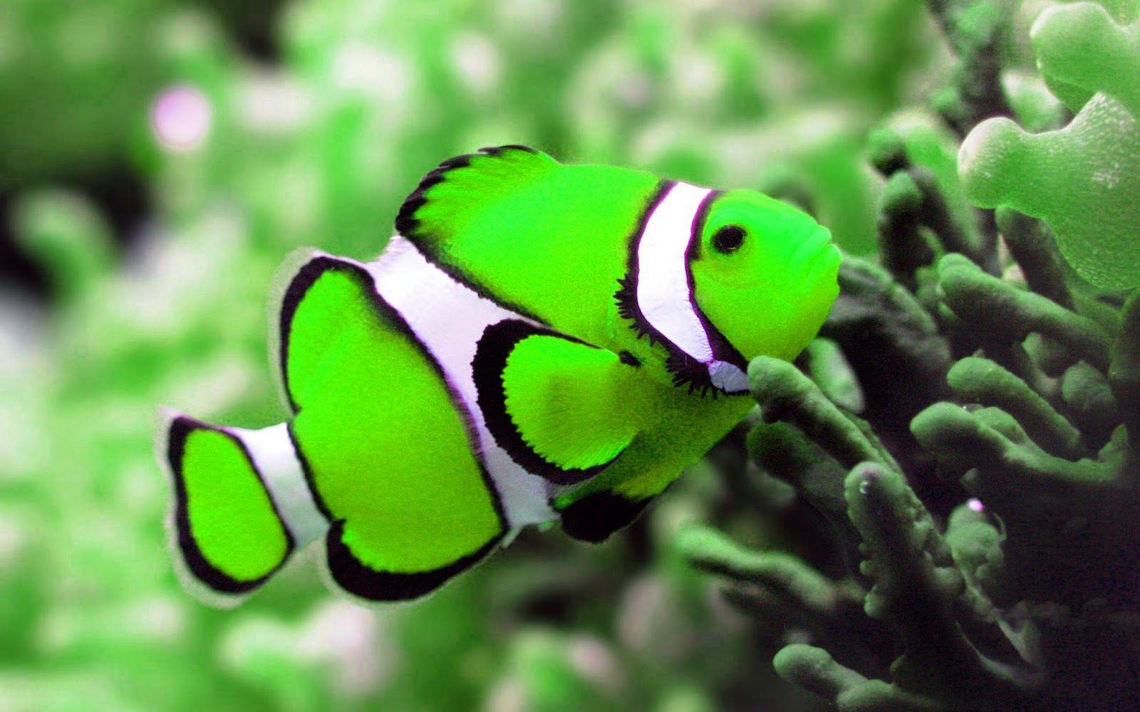 HD wallpaper Free: Fishes HD Wallpaper