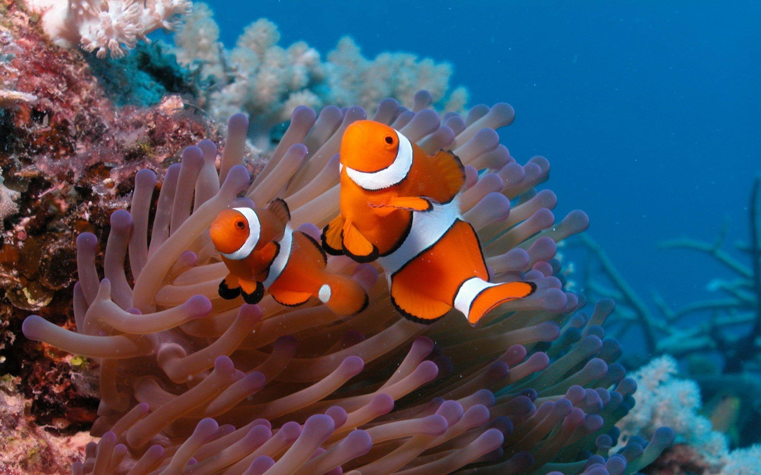 Saltwater Fish Wallpaper