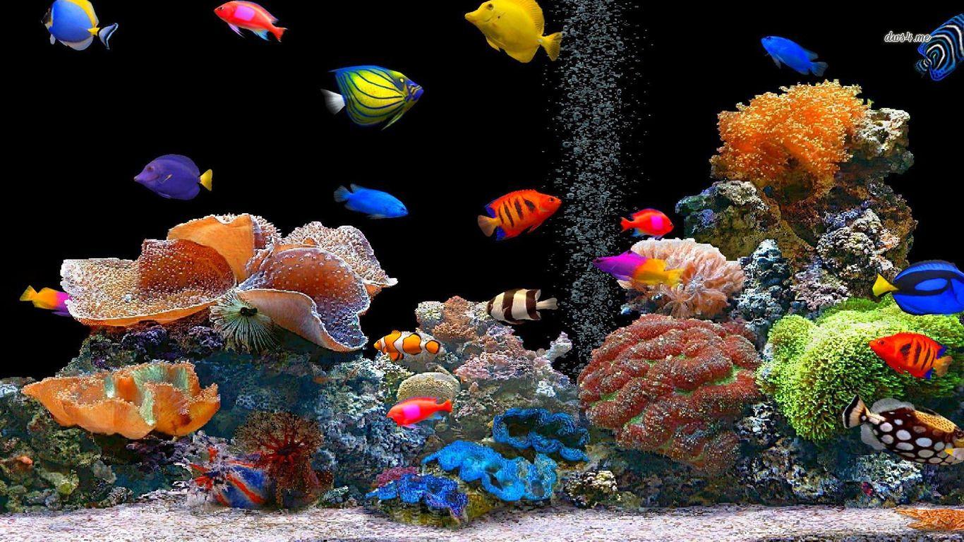 Fish Wallpaper and Background Imagex768