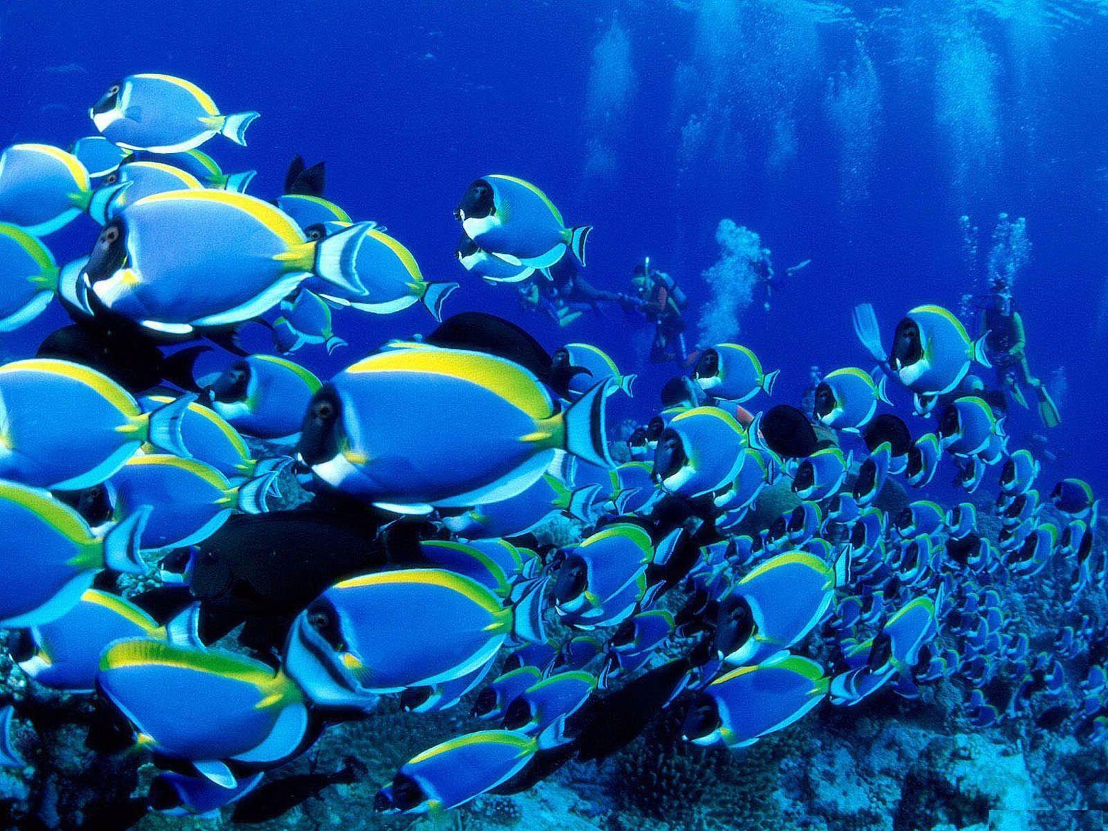 Beautiful【Fish】Facts & Photo Colorful Wallpaper