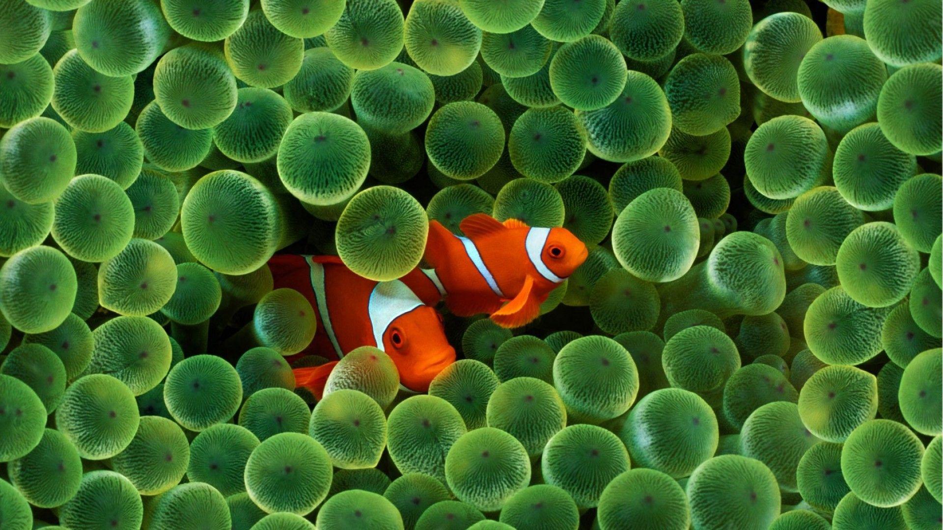 Fish Wallpaper
