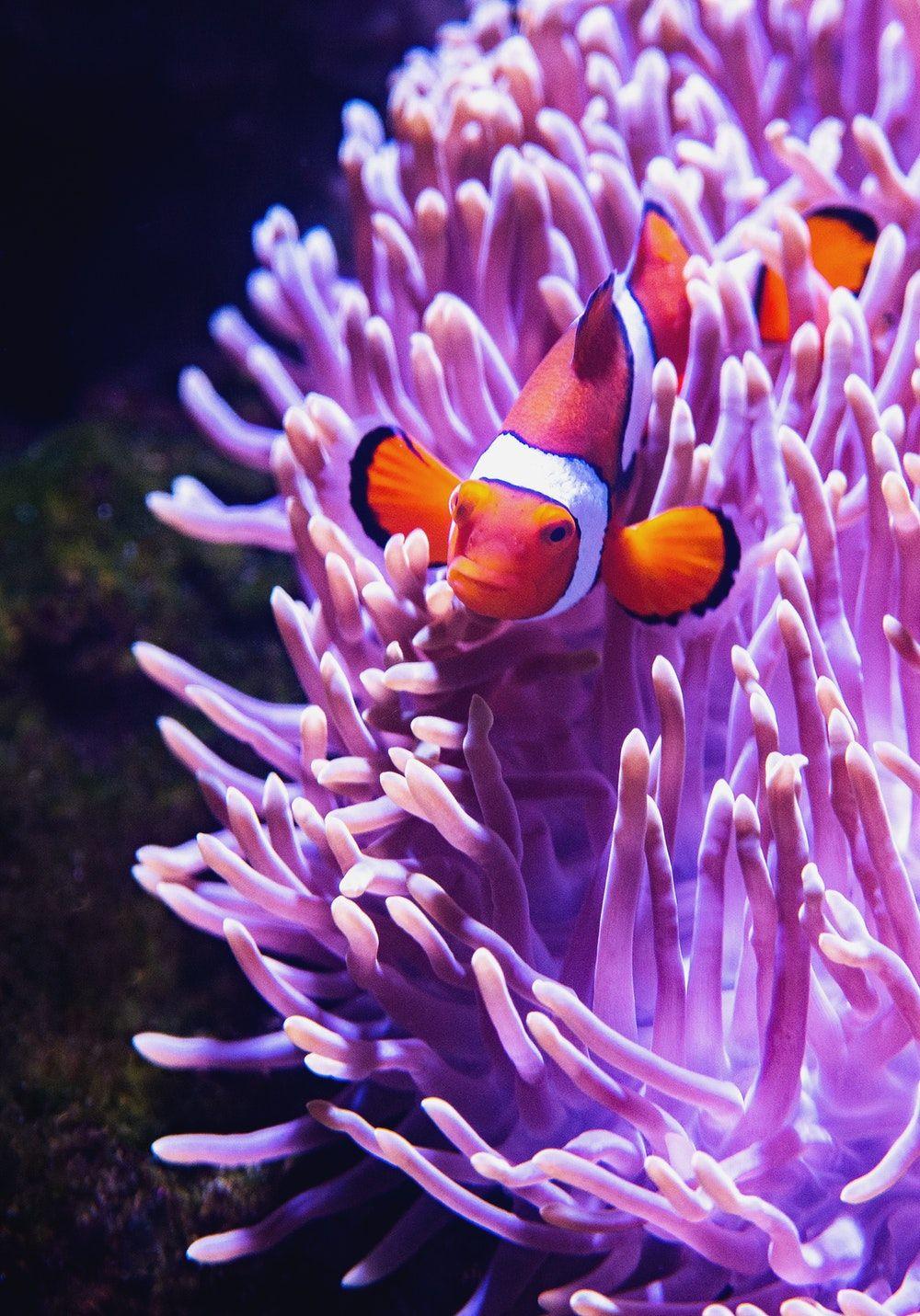 Clown Fish Picture. Download Free Image