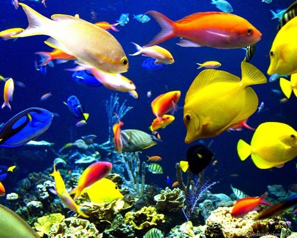 HD Fishes Wallpaper Desktop Background