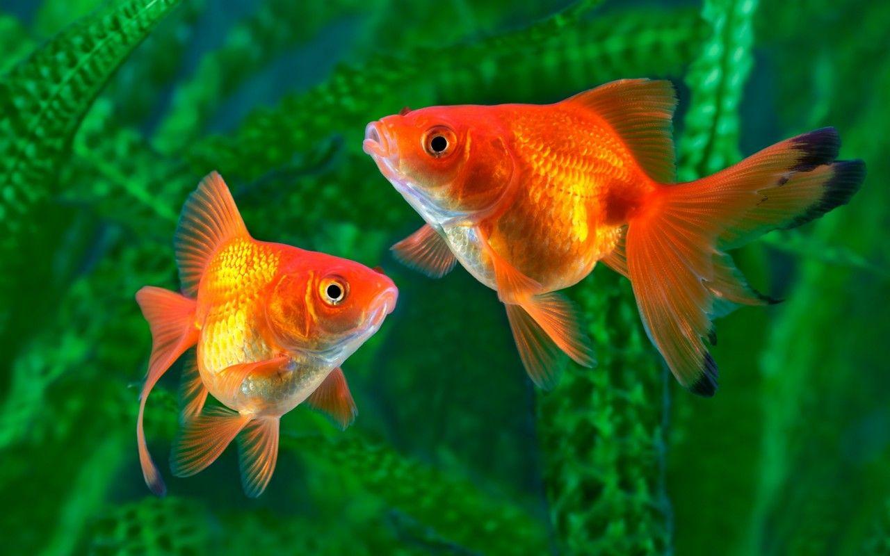 Download 1280x800 Goldfish, Underwater, Fishes Wallpaper