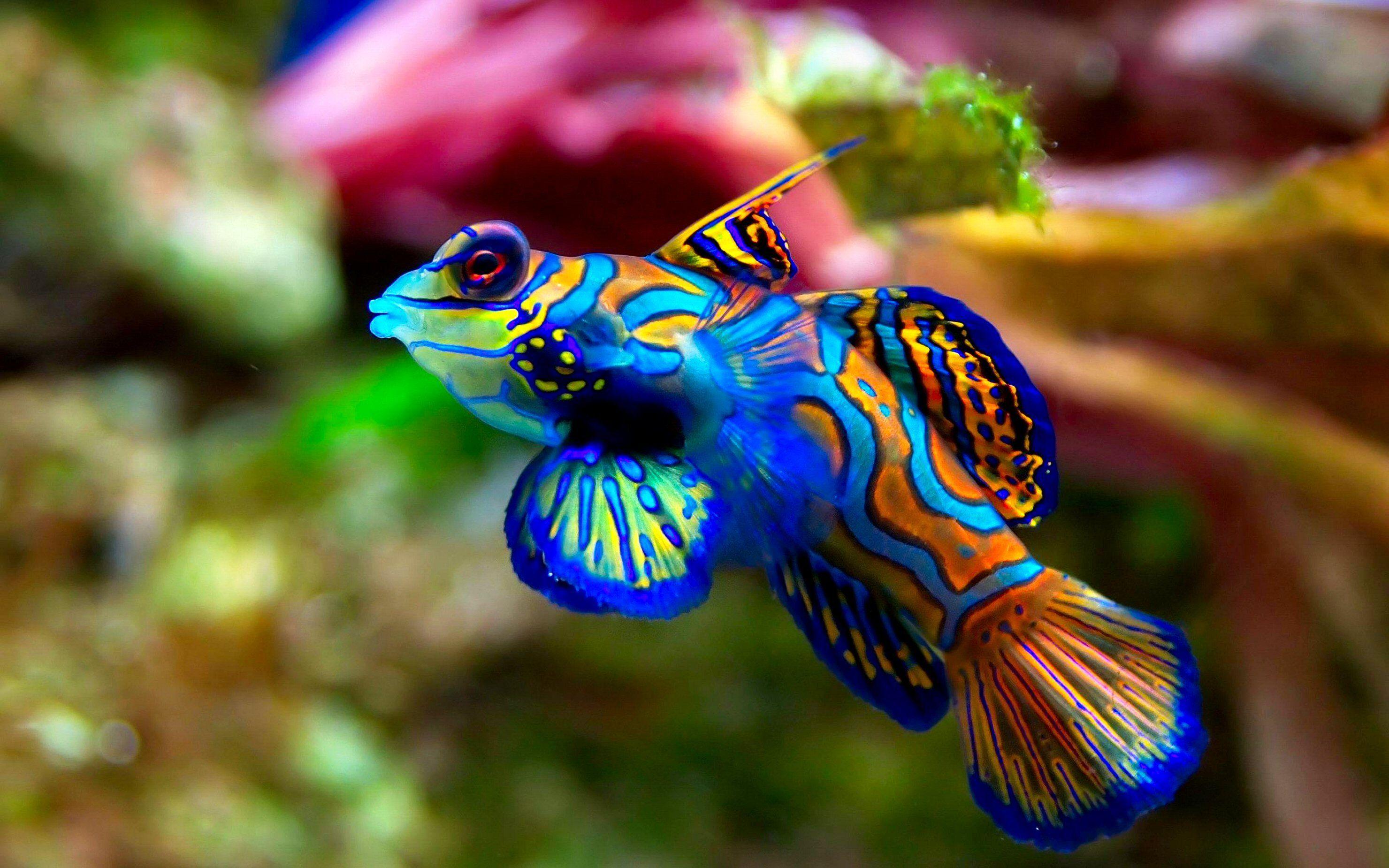 4K Ultra HD Fish Wallpaper