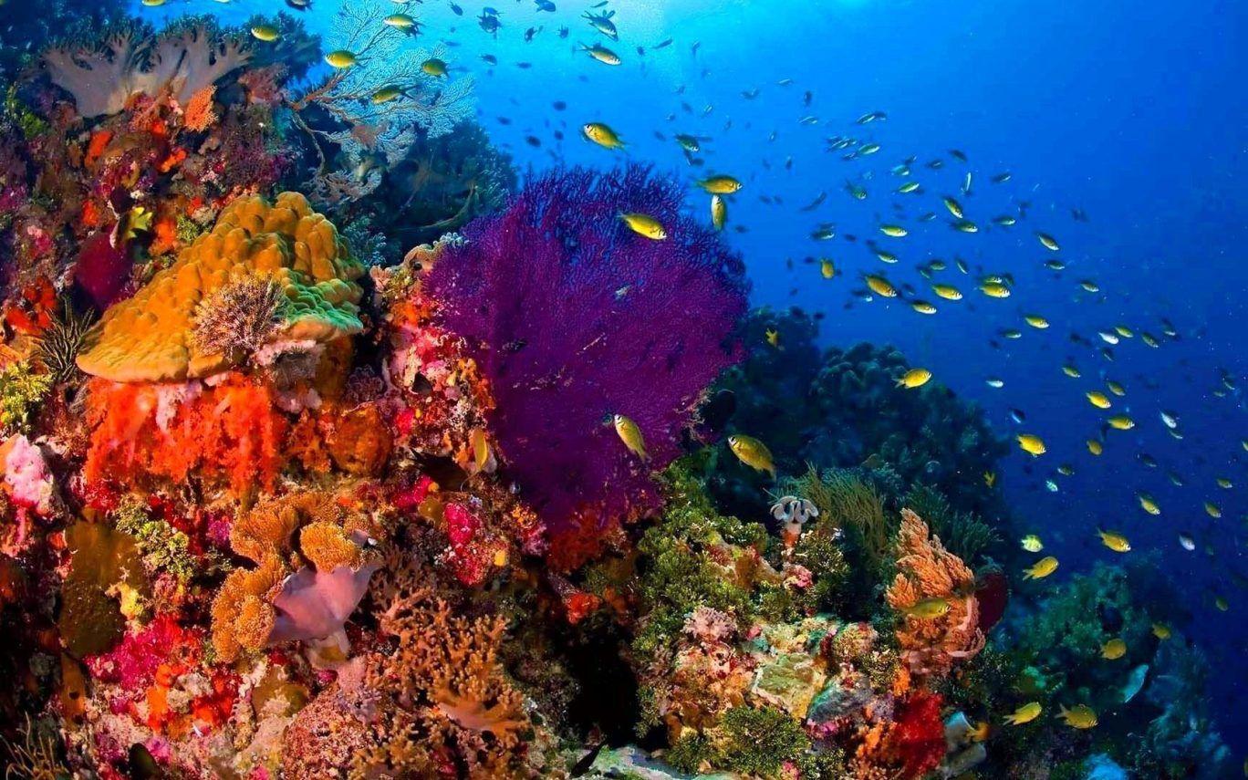 Fishes wallpaper: Sharks Animals Picture Beautiful Fish